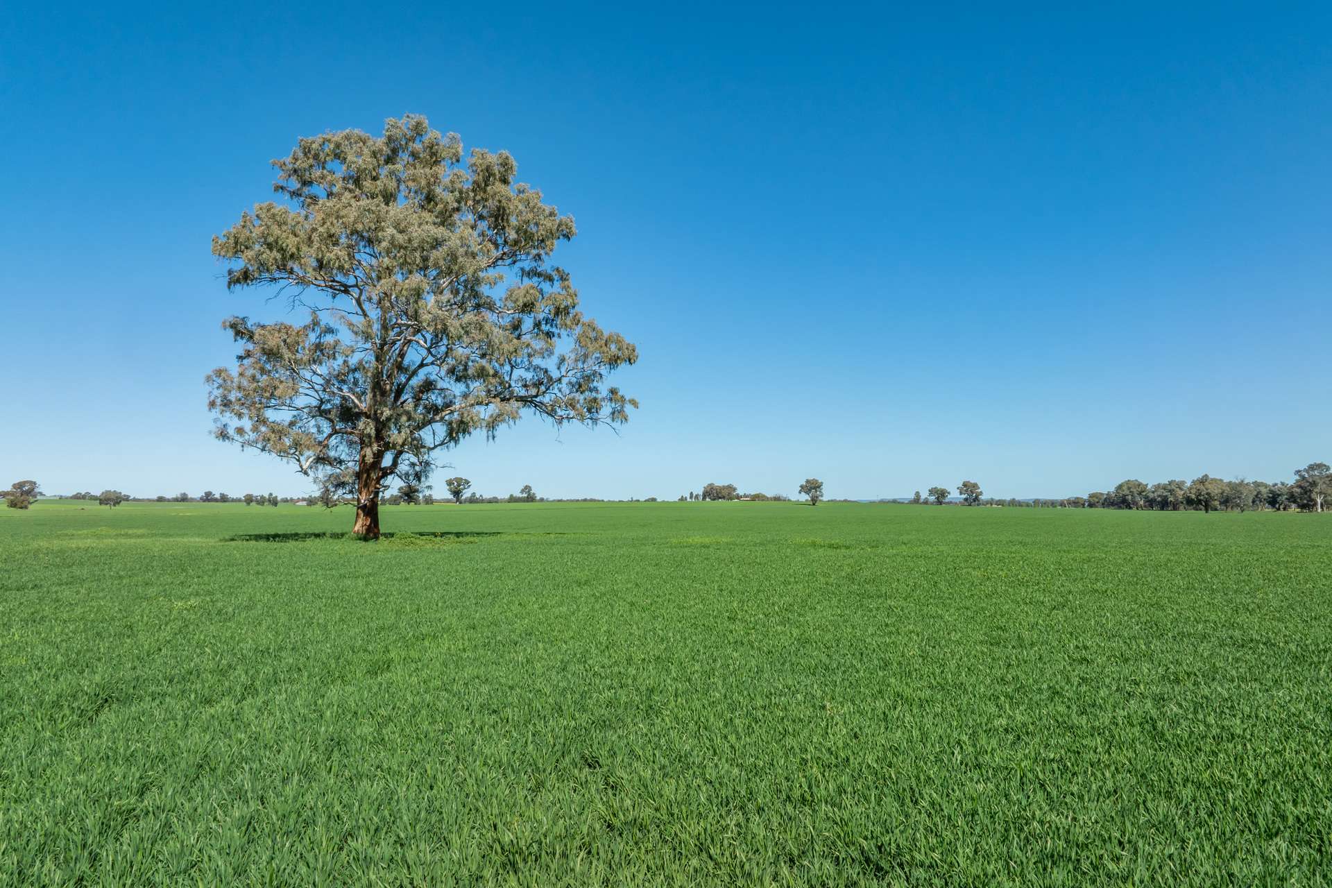 381 Chiverton Road, Cowra Sold by Farmbuy.com - image 5