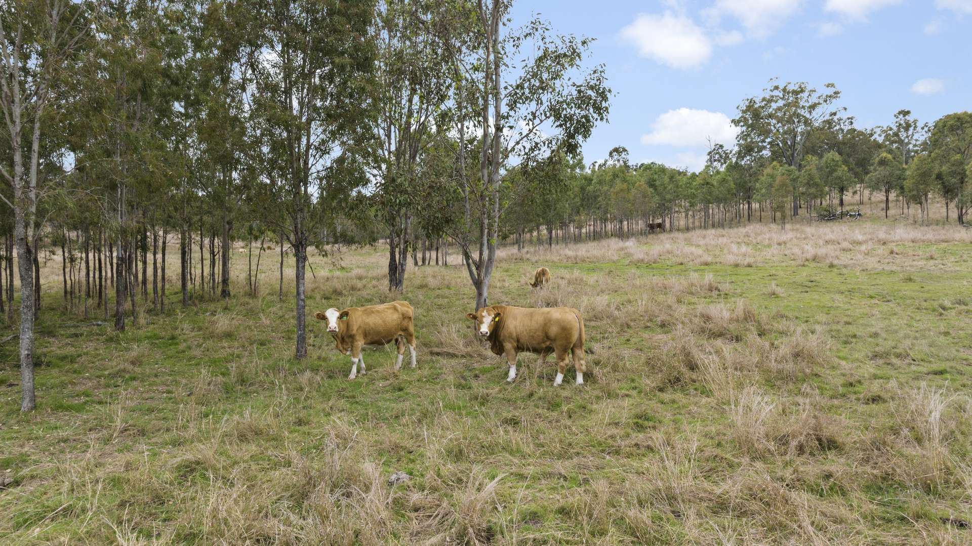 856 Esk Crows Nest Road, Biarra For Sale by Farmbuy.com - image 27
