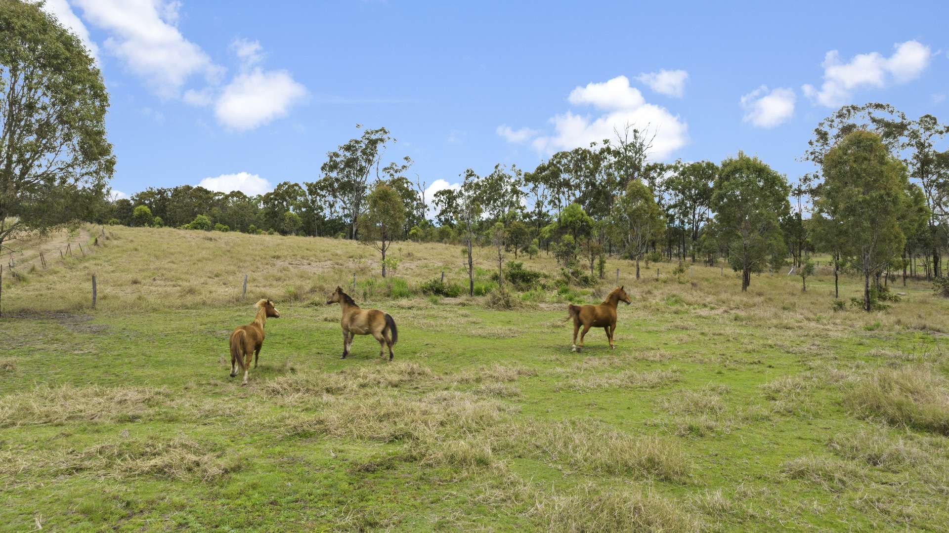 856 Esk Crows Nest Road, Biarra For Sale by Farmbuy.com - image 34
