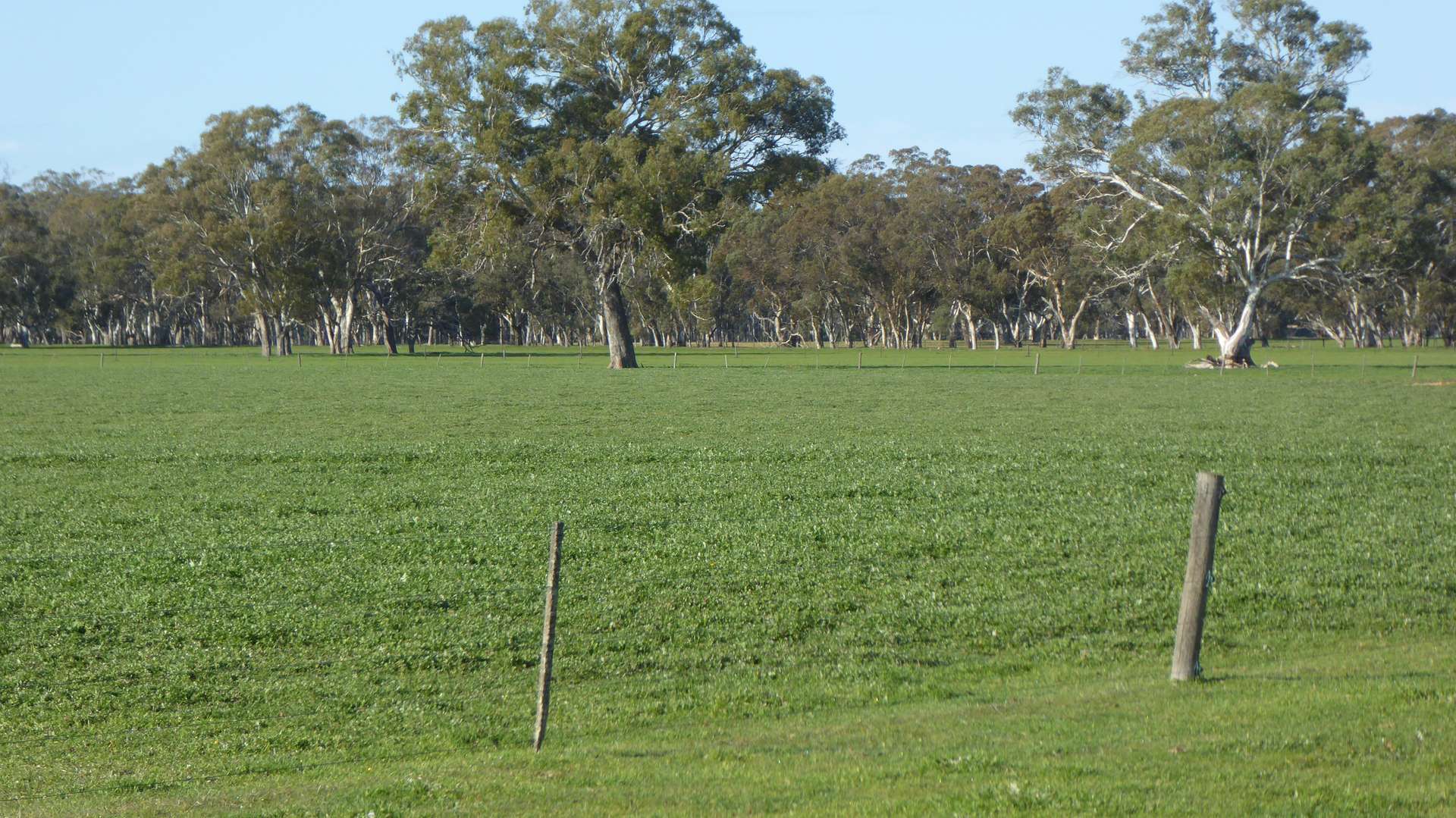 "Gum Park" 500 Rochow Wrays Road, Hynam Sold by Farmbuy.com - image 8