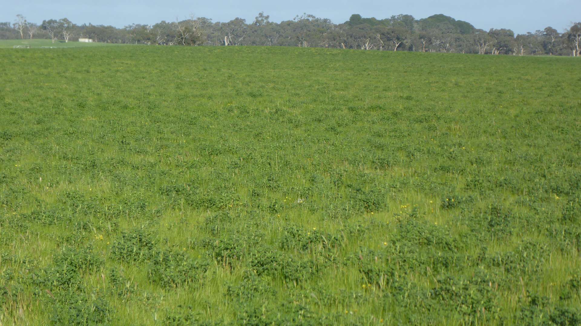 "Wyruna" 2989 Naracoorte Road, Western Flat For Sale by Farmbuy.com - image 10