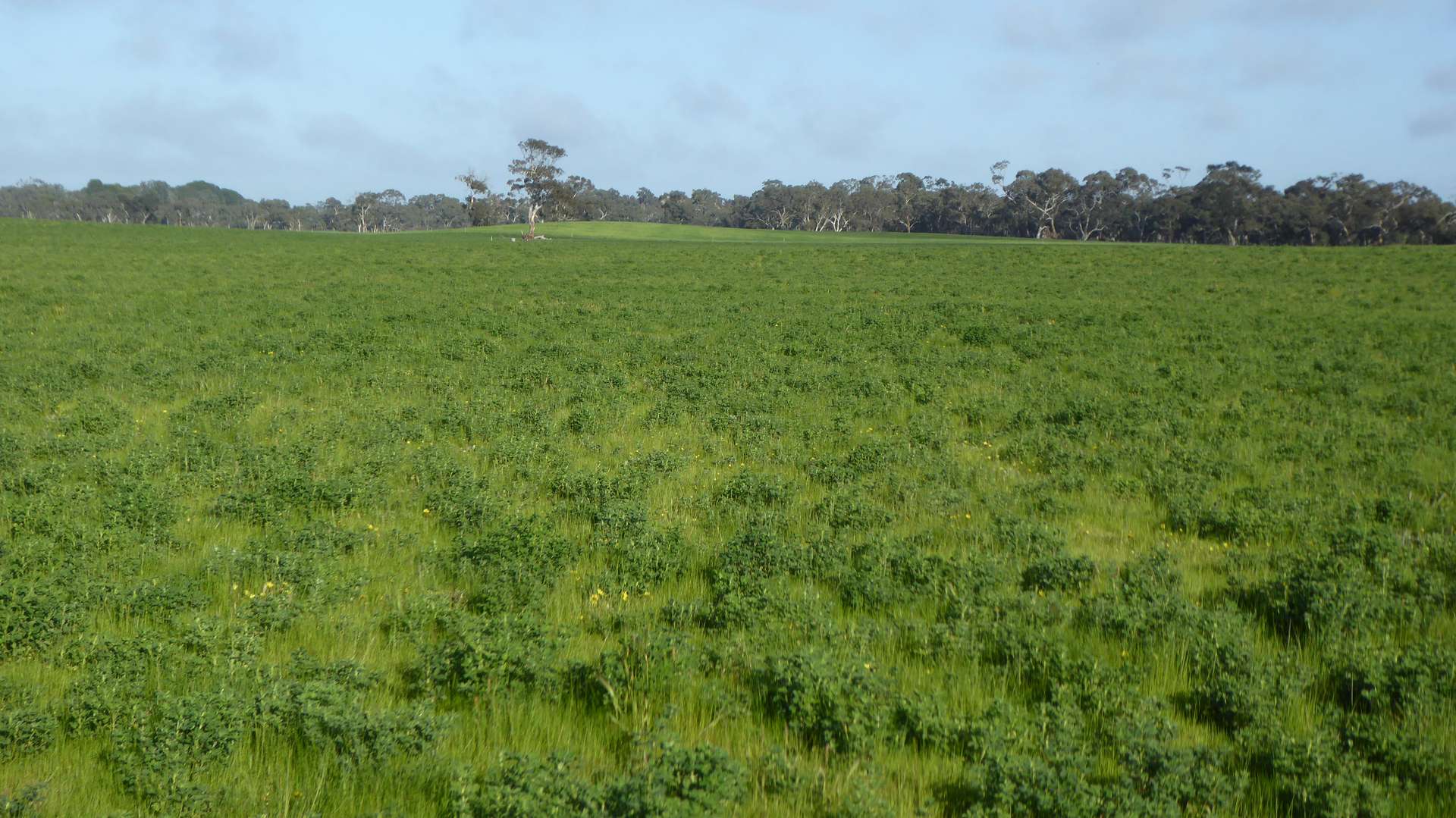 "Wyruna" 2989 Naracoorte Road, Western Flat For Sale by Farmbuy.com - image 13