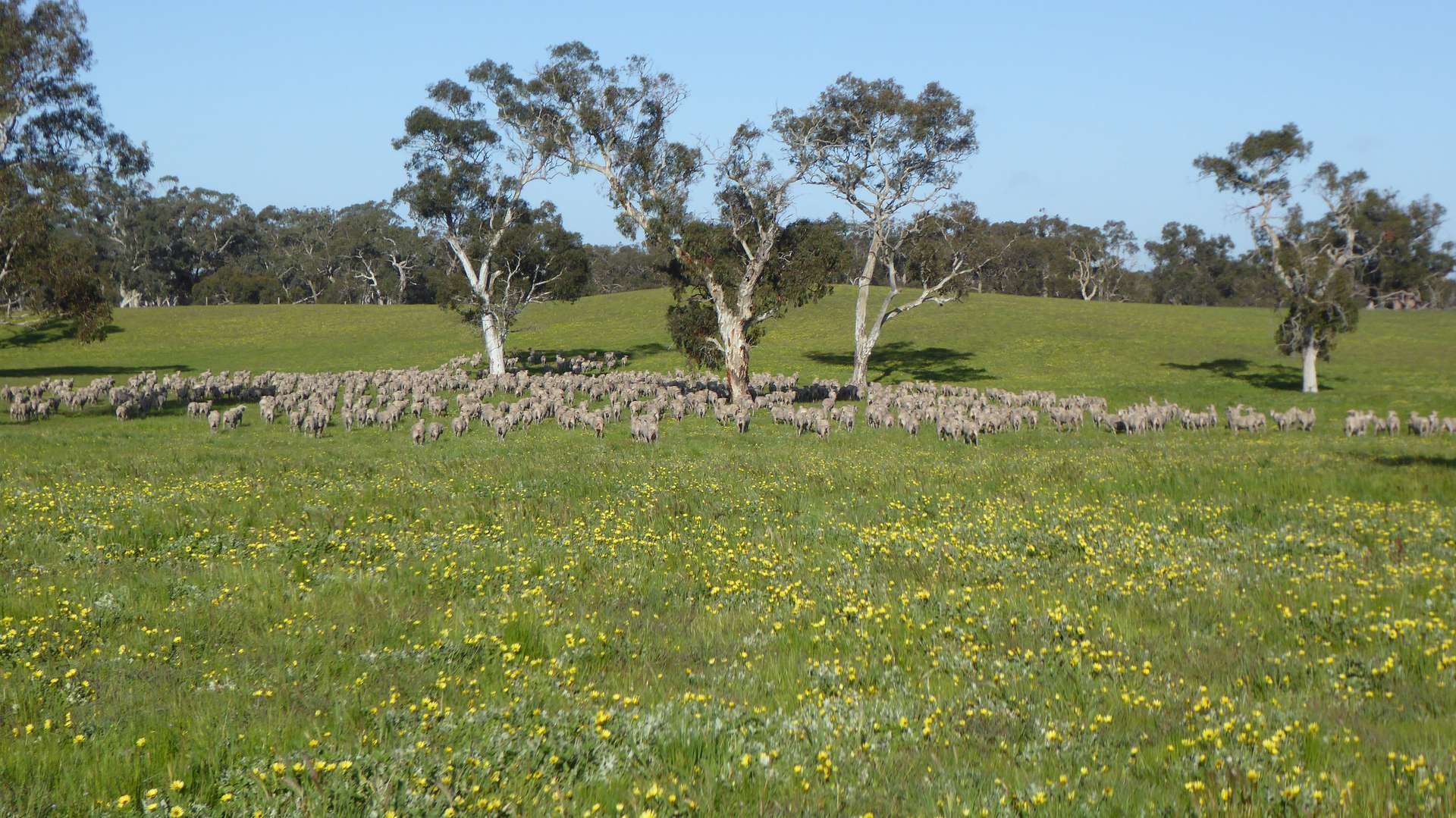 "Wyruna" 2989 Naracoorte Road, Western Flat For Sale by Farmbuy.com - image 18