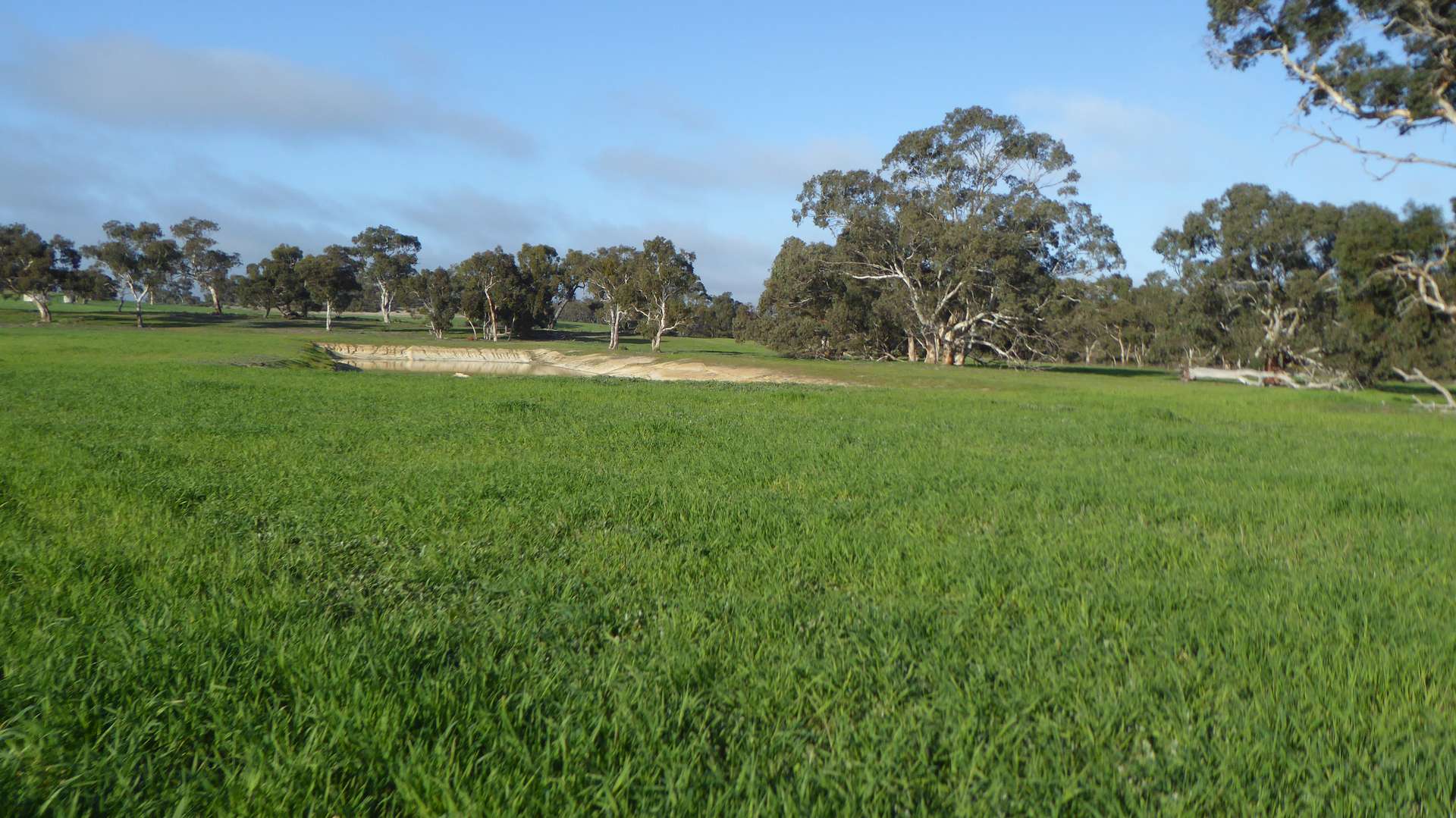 "Wyruna" 2989 Naracoorte Road, Western Flat For Sale by Farmbuy.com - image 3
