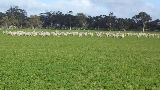 "Wyruna" 2989 Naracoorte Road, Western Flat SA 5268