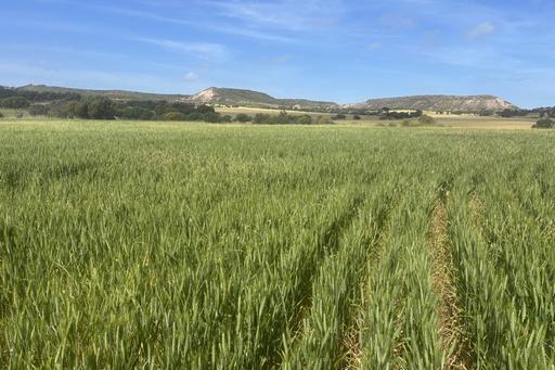 Farm Sold - WA - Howatharra - 6532 - Scenic and secretive-be quick 