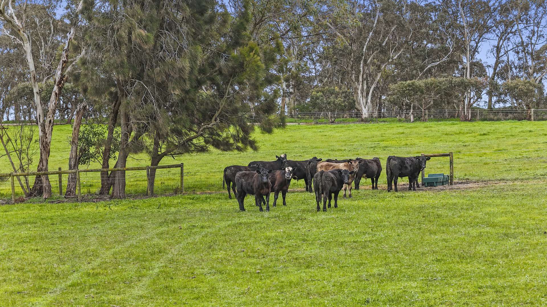 A300 Bonython Road, Bugle Ranges Sold by Farmbuy.com - image 7