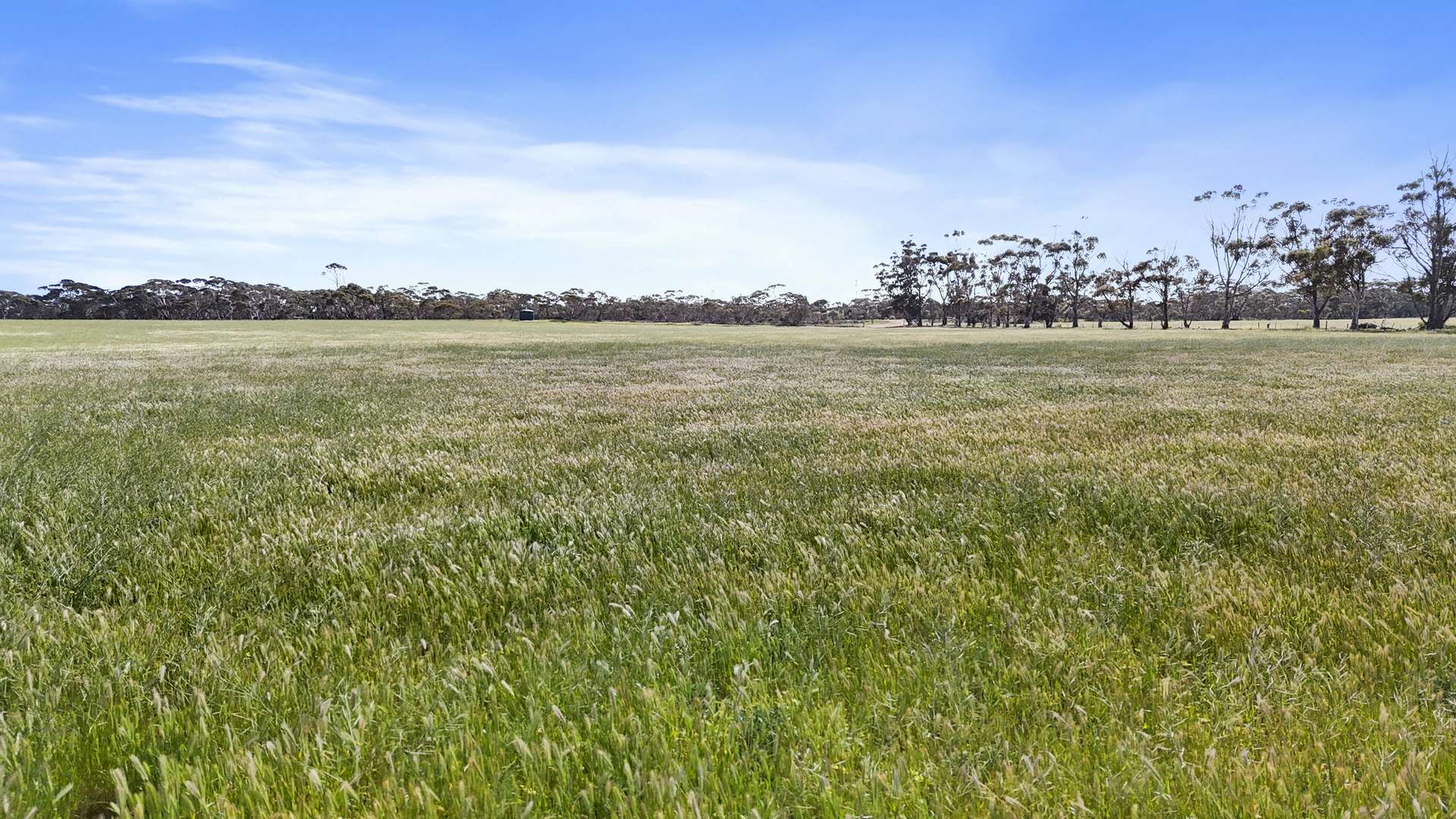 4910 Mallee Highway, Peake For Sale by Farmbuy.com - image 13