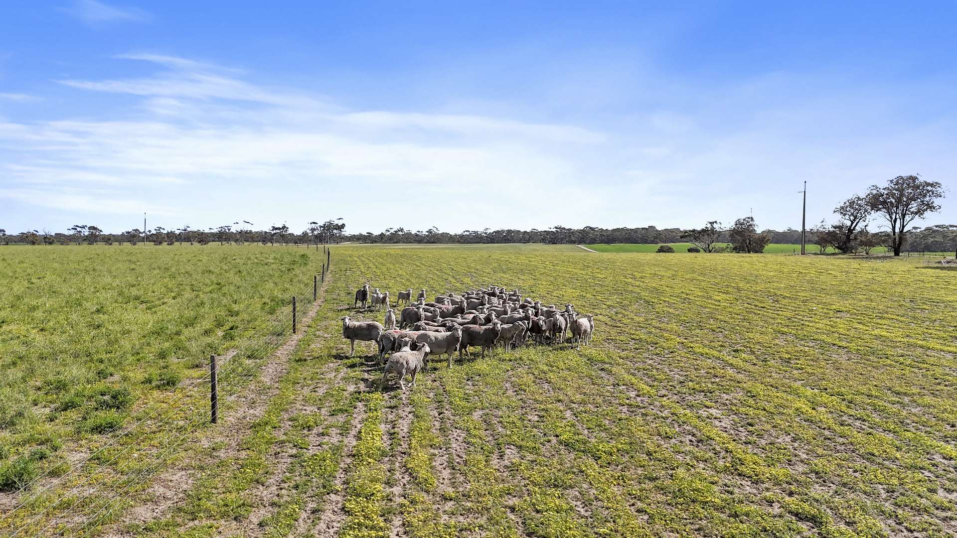 4910 Mallee Highway, Peake For Sale by Farmbuy.com - image 32