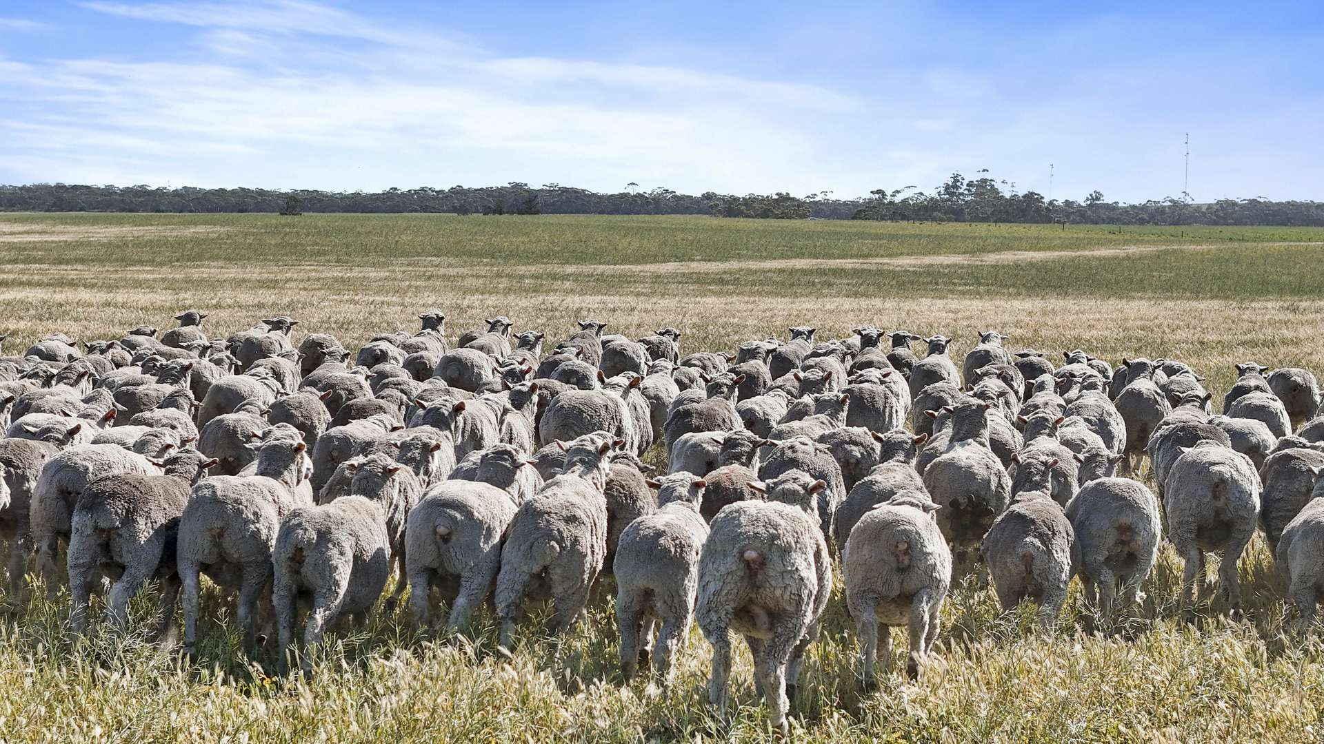 4910 Mallee Highway, Peake For Sale by Farmbuy.com - image 6