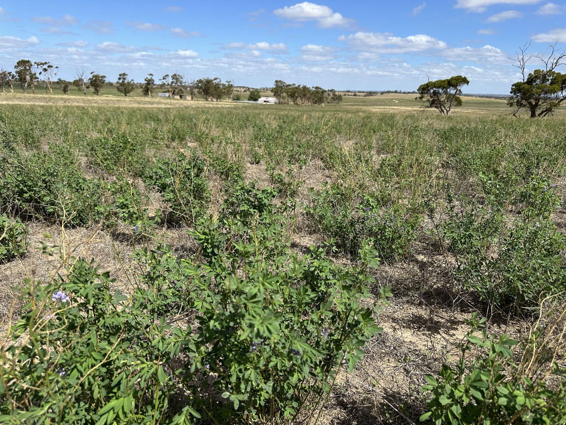4910 Mallee Highway, Peake For Sale by Farmbuy.com - image 5