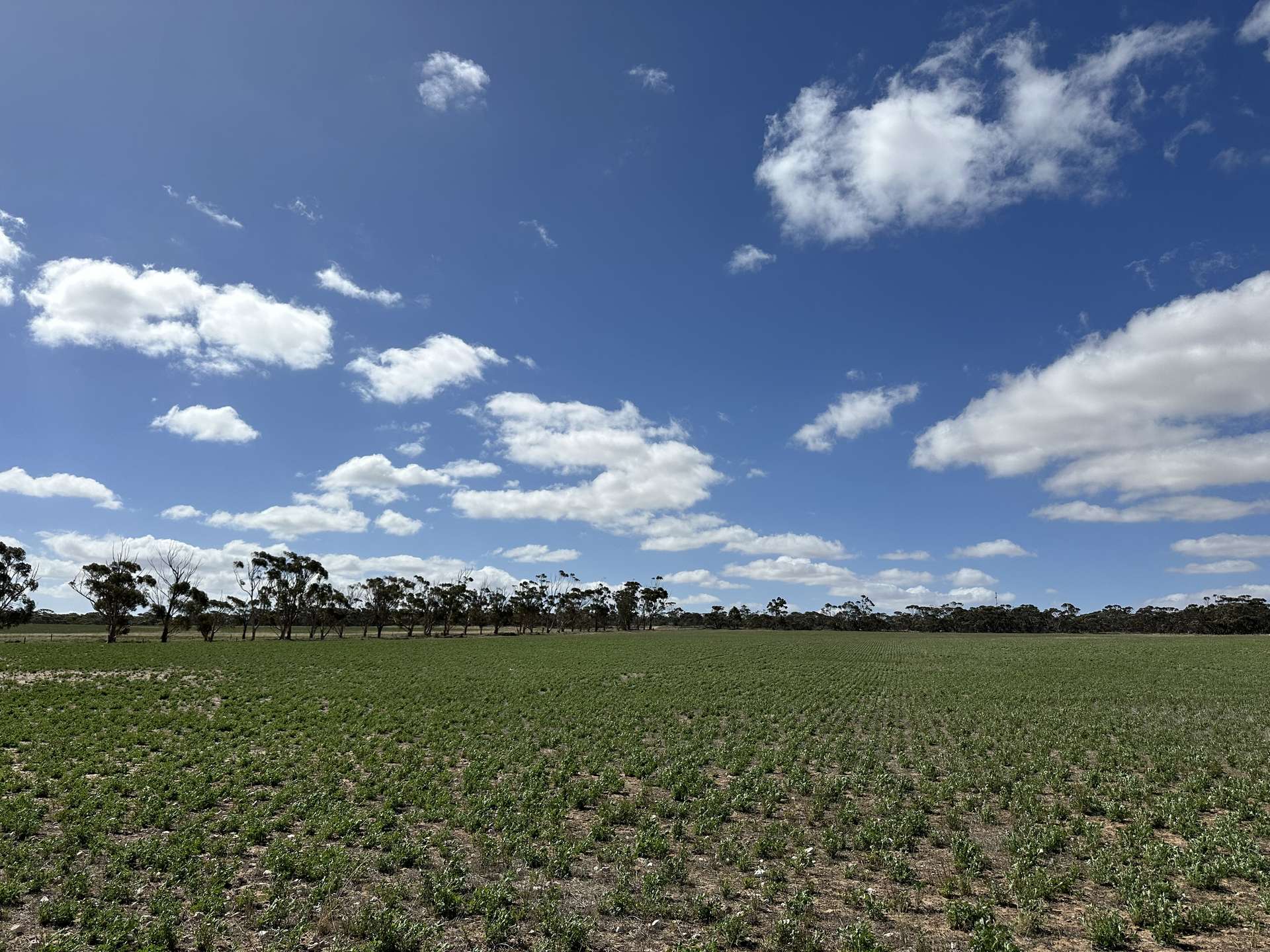 4910 Mallee Highway, Peake For Sale by Farmbuy.com - image 3