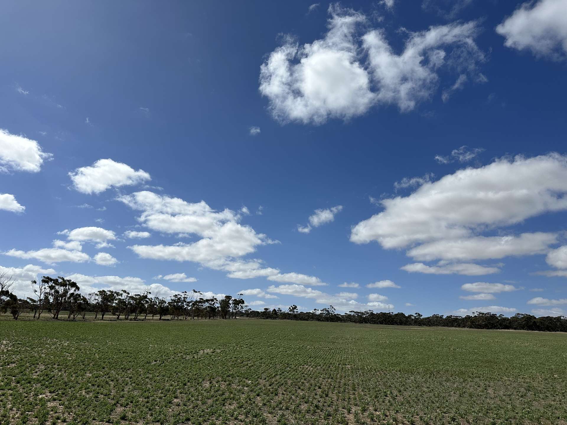 4910 Mallee Highway, Peake For Sale by Farmbuy.com - image 6