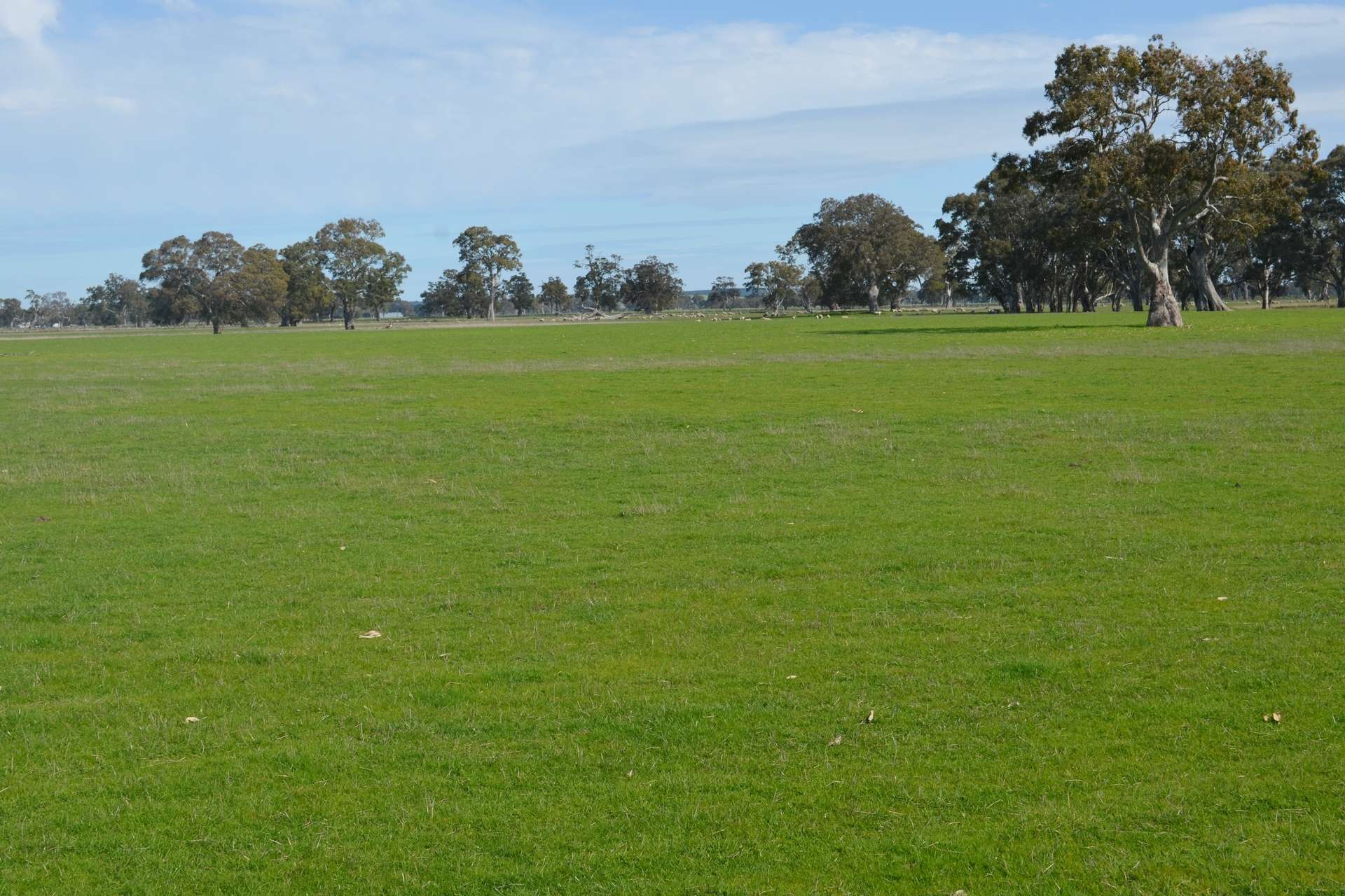 Lot 894 Mount McIntyre Road, Kalangadoo Sold by Farmbuy.com - image 11