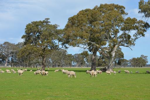 Farm Sold - SA - Kalangadoo - 5278 - MIXED GRAZING AT ITS FINEST 