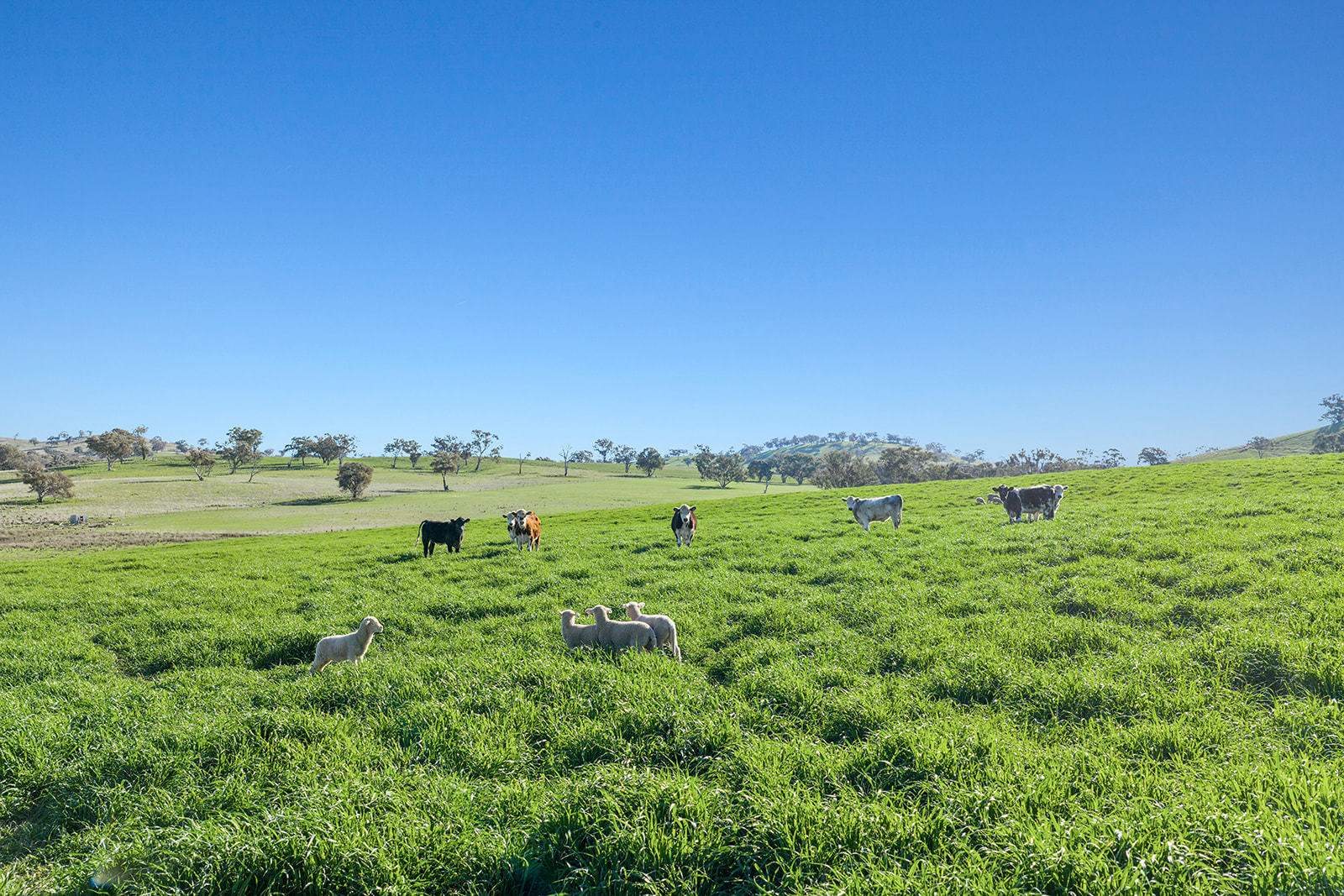 Boorowa Auction by Farmbuy.com - image 5