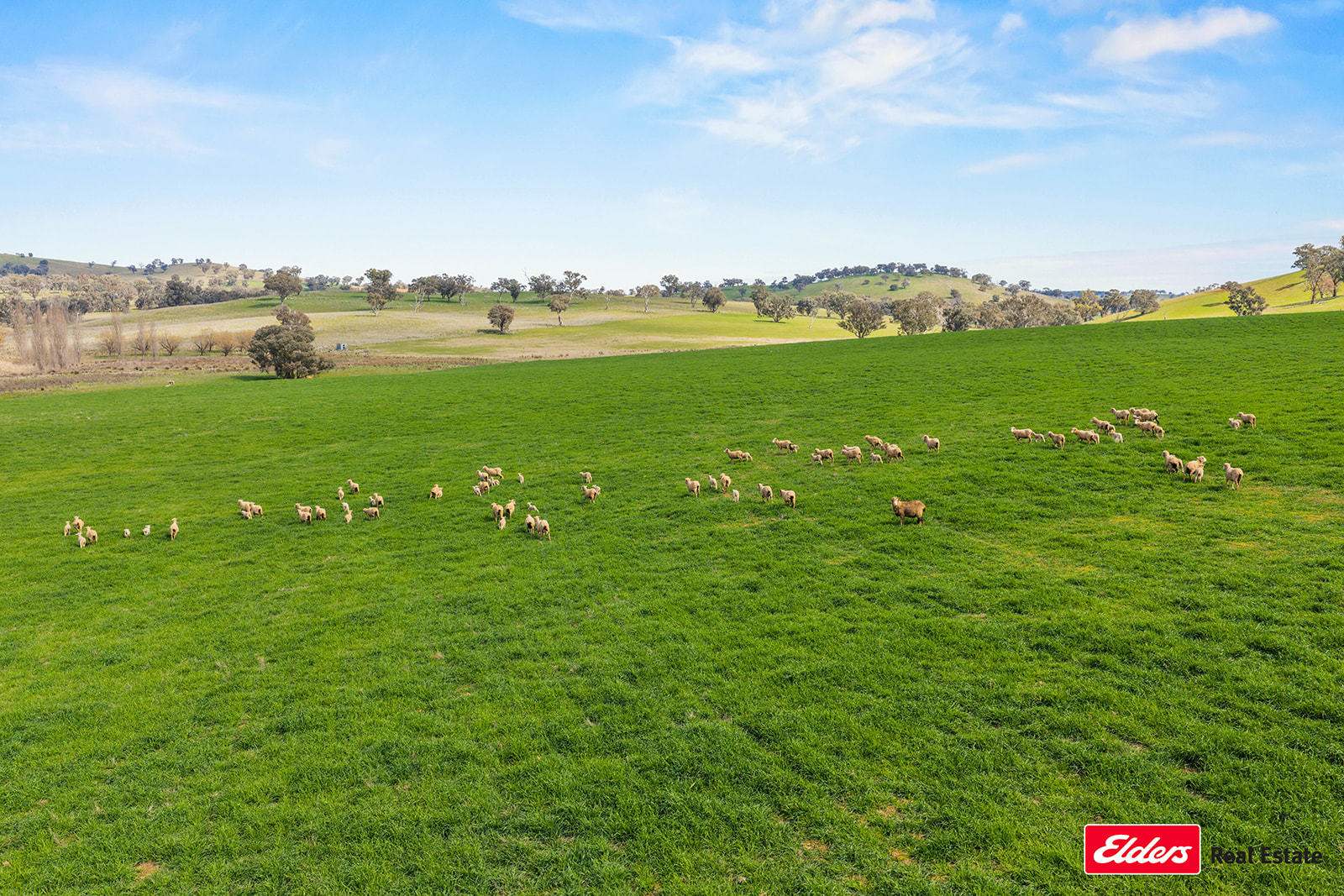 Boorowa Auction by Farmbuy.com - image 18