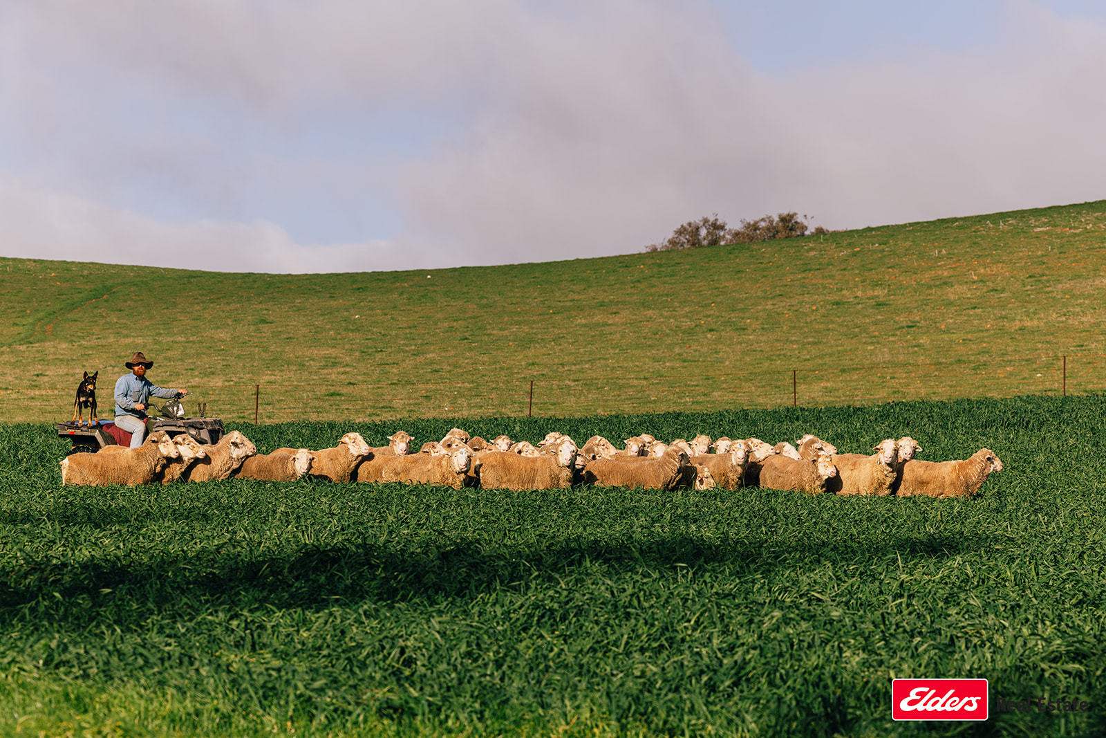 Boorowa Auction by Farmbuy.com - image 2