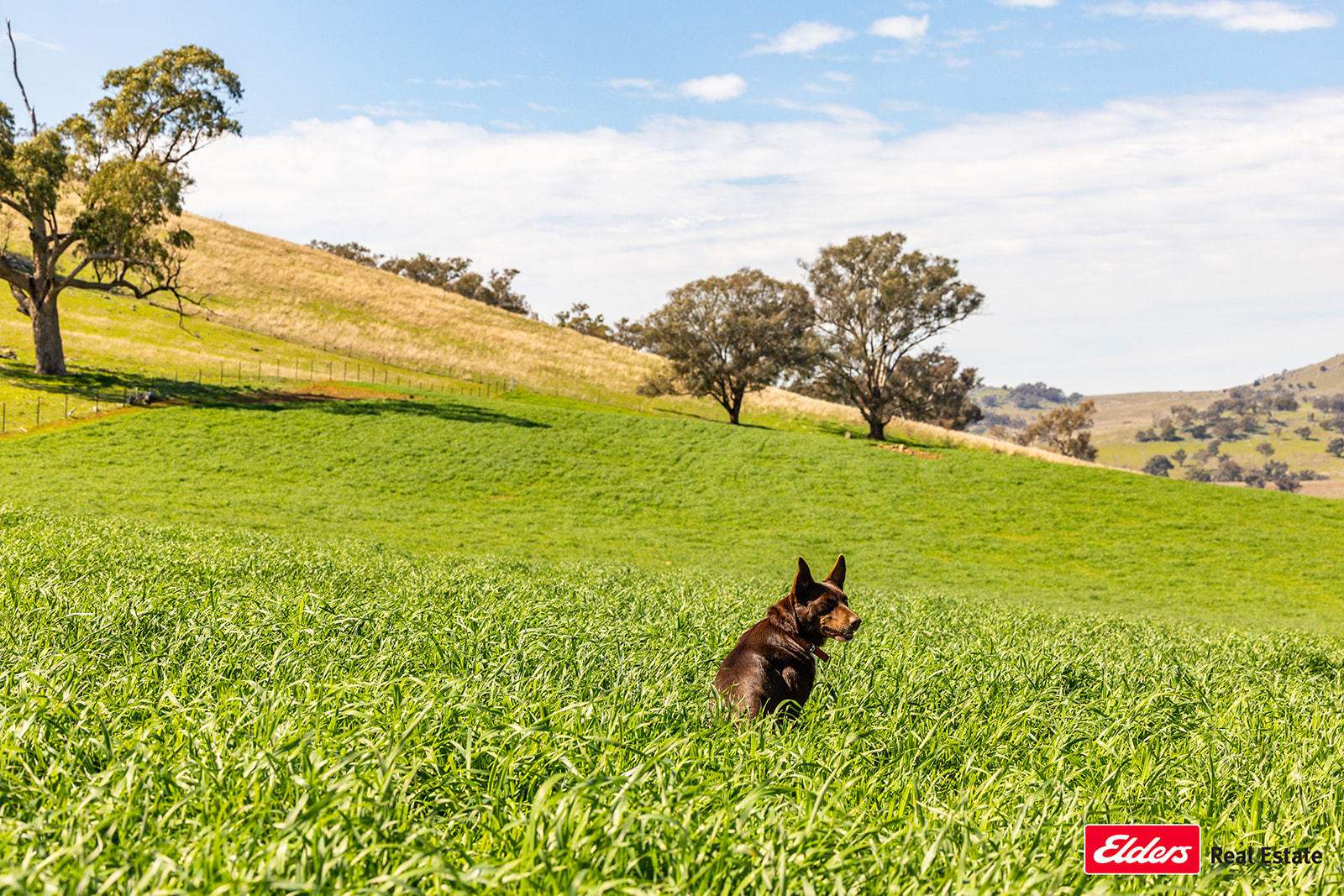 Boorowa Auction by Farmbuy.com - image 19