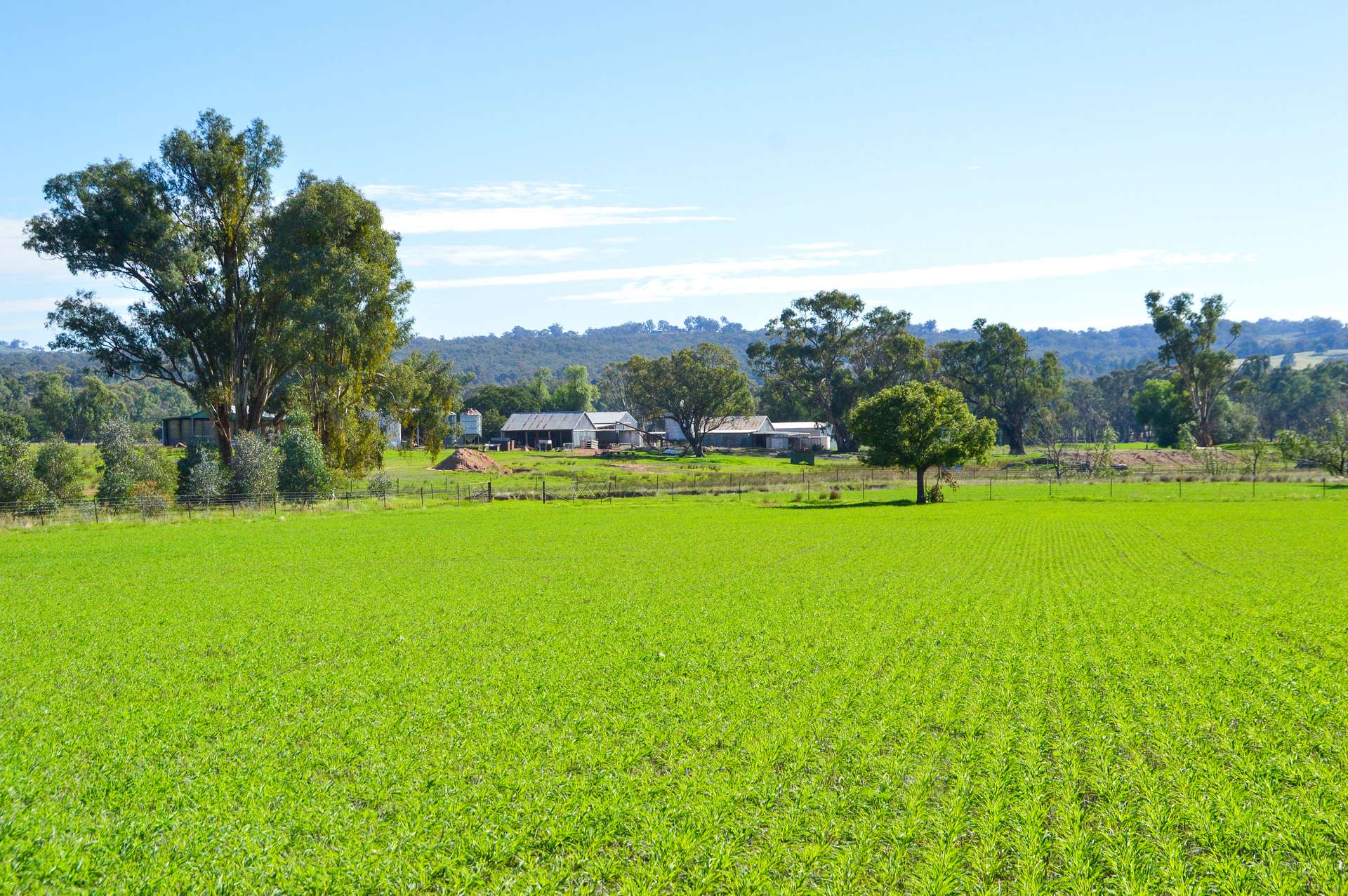 25 Wrigleys Road, Big Springs For Sale by Farmbuy.com - image 4