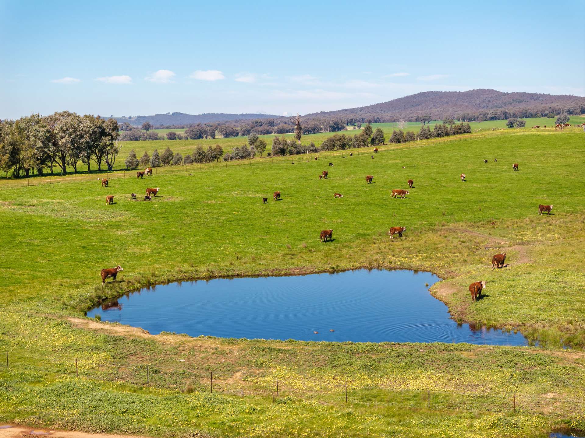 25 Wrigleys Road, Big Springs For Sale by Farmbuy.com - image 32