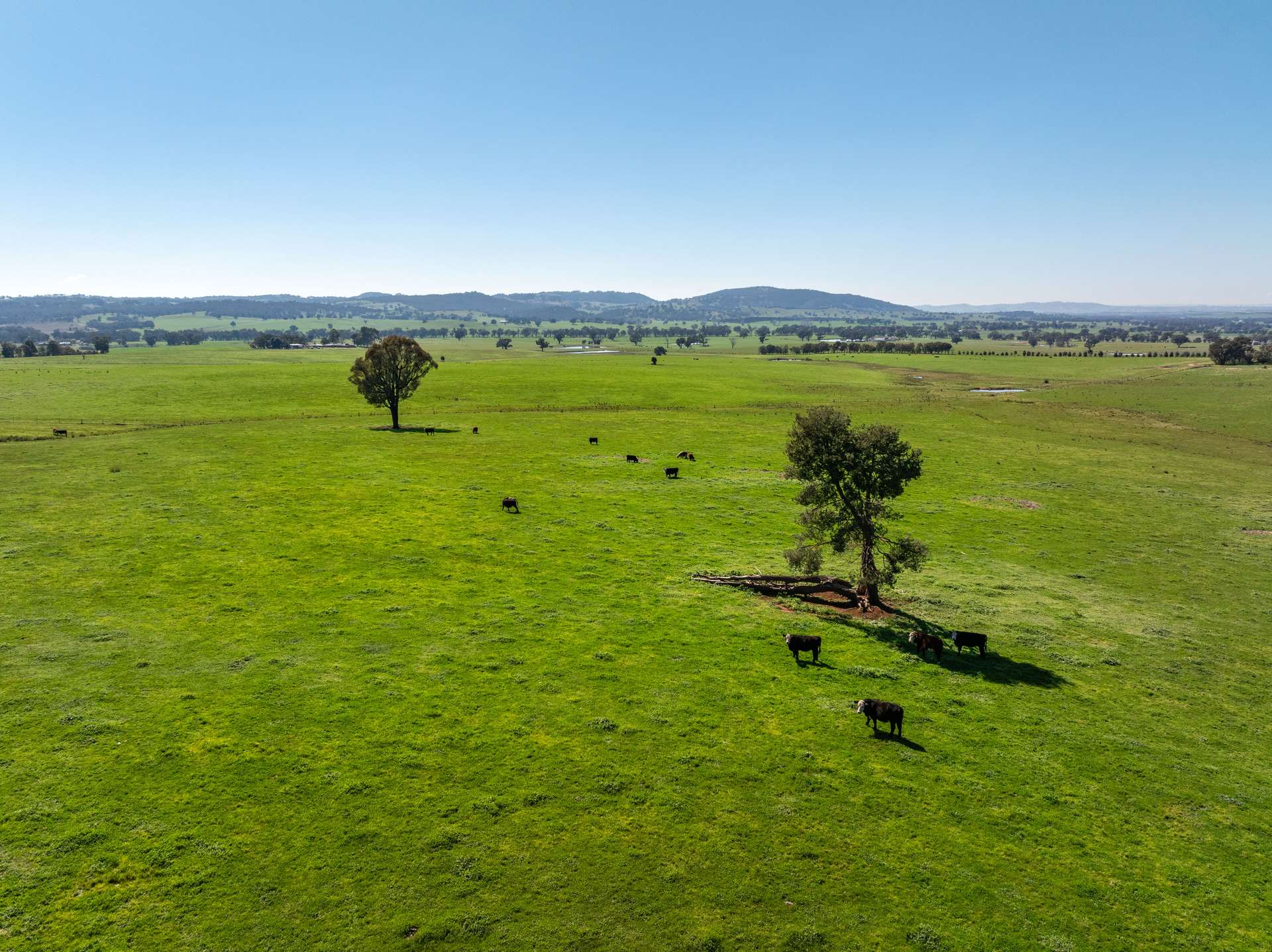 25 Wrigleys Road, Big Springs For Sale by Farmbuy.com - image 3