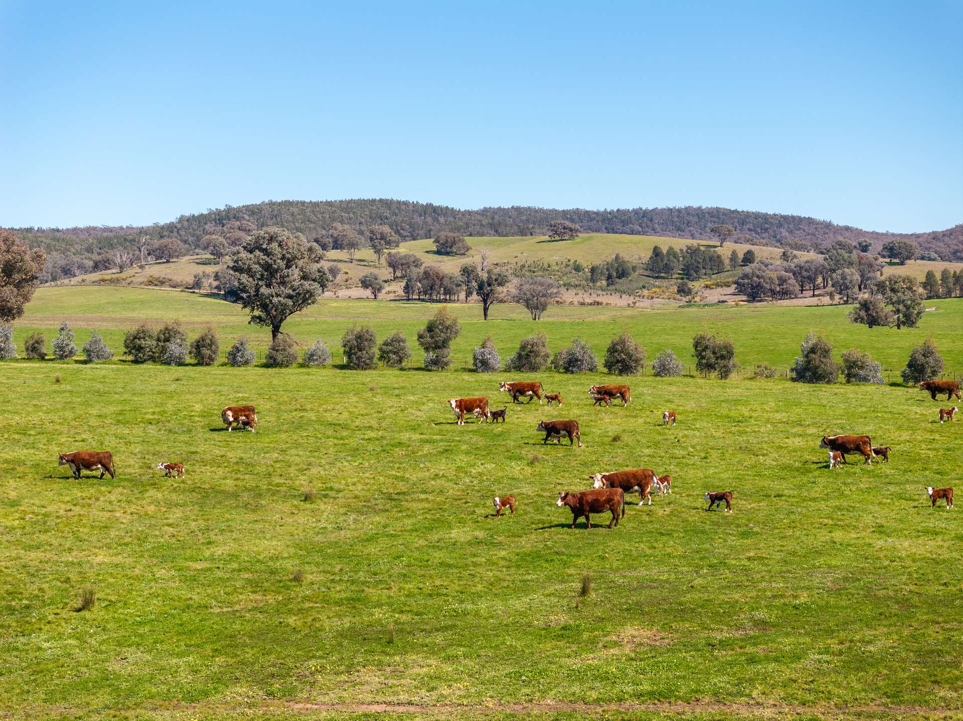 25 Wrigleys Road, Big Springs For Sale by Farmbuy.com - image 4