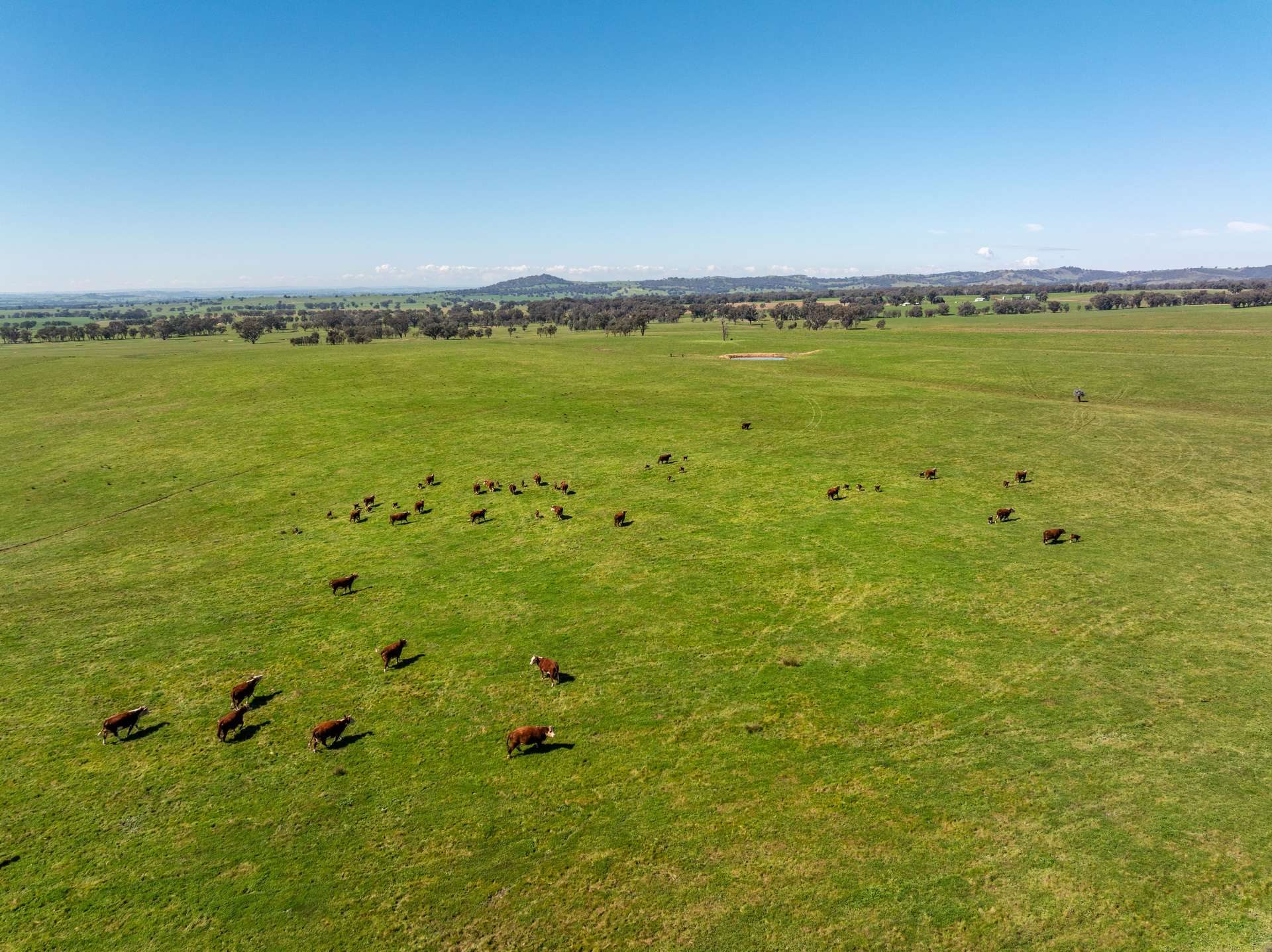 25 Wrigleys Road, Big Springs For Sale by Farmbuy.com - image 33