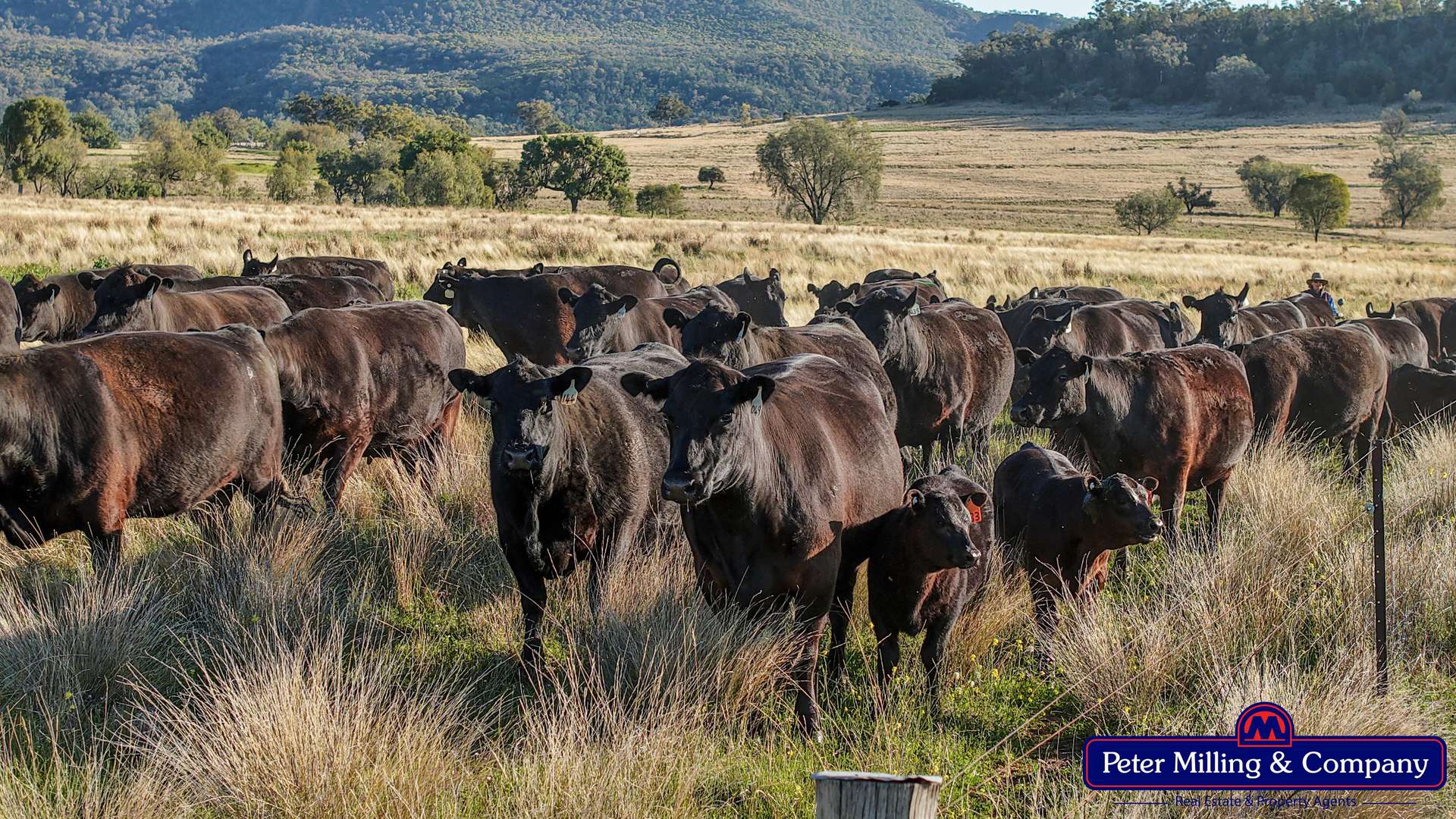'Top Walga' 281 Top Walga Road,, Warrumbungle Sold by Farmbuy.com - image 2