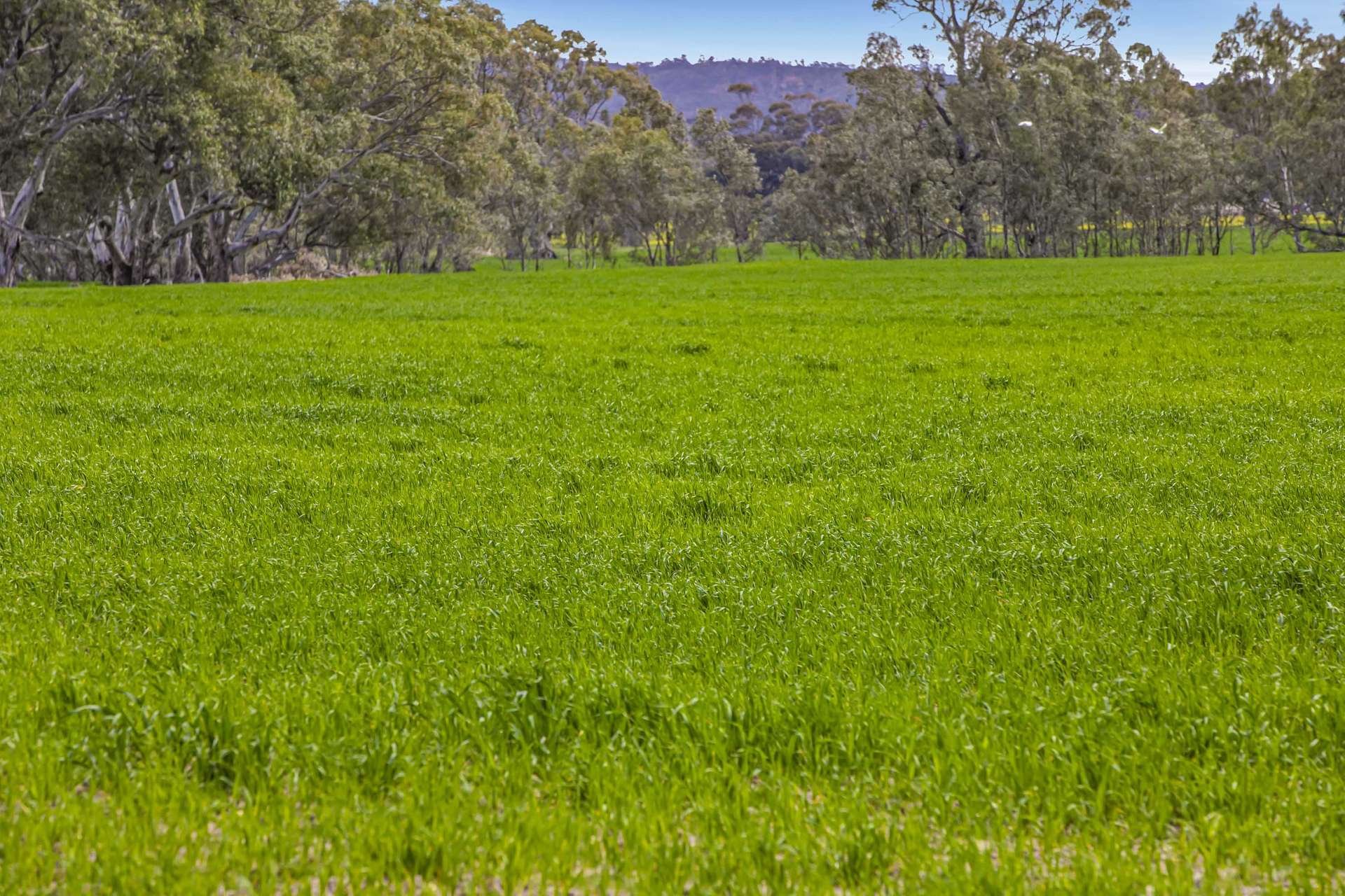 441 Frenchmans - St Arnaud Road, Barkly For Sale by Farmbuy.com - image 20