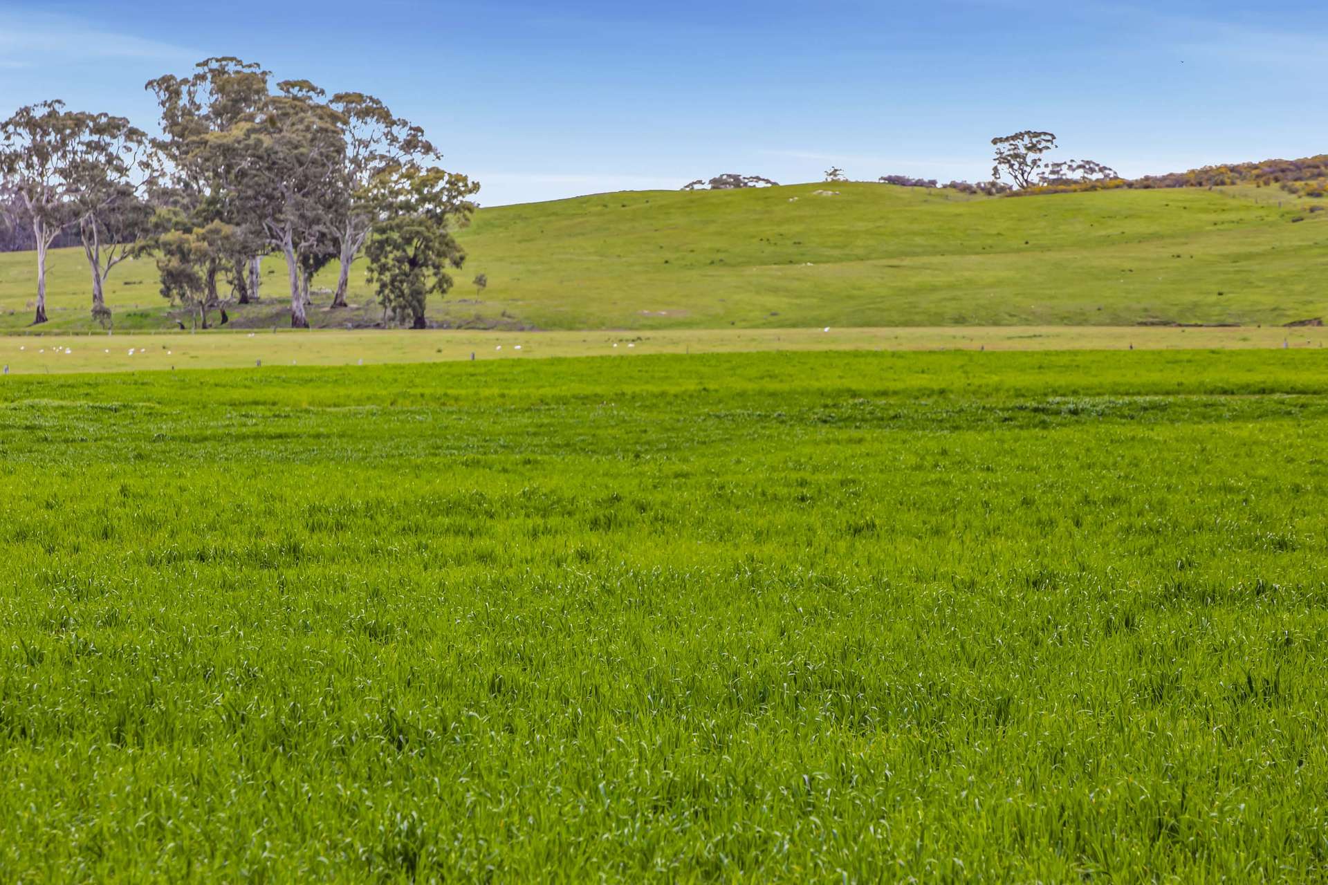 441 Frenchmans - St Arnaud Road, Barkly For Sale by Farmbuy.com - image 19