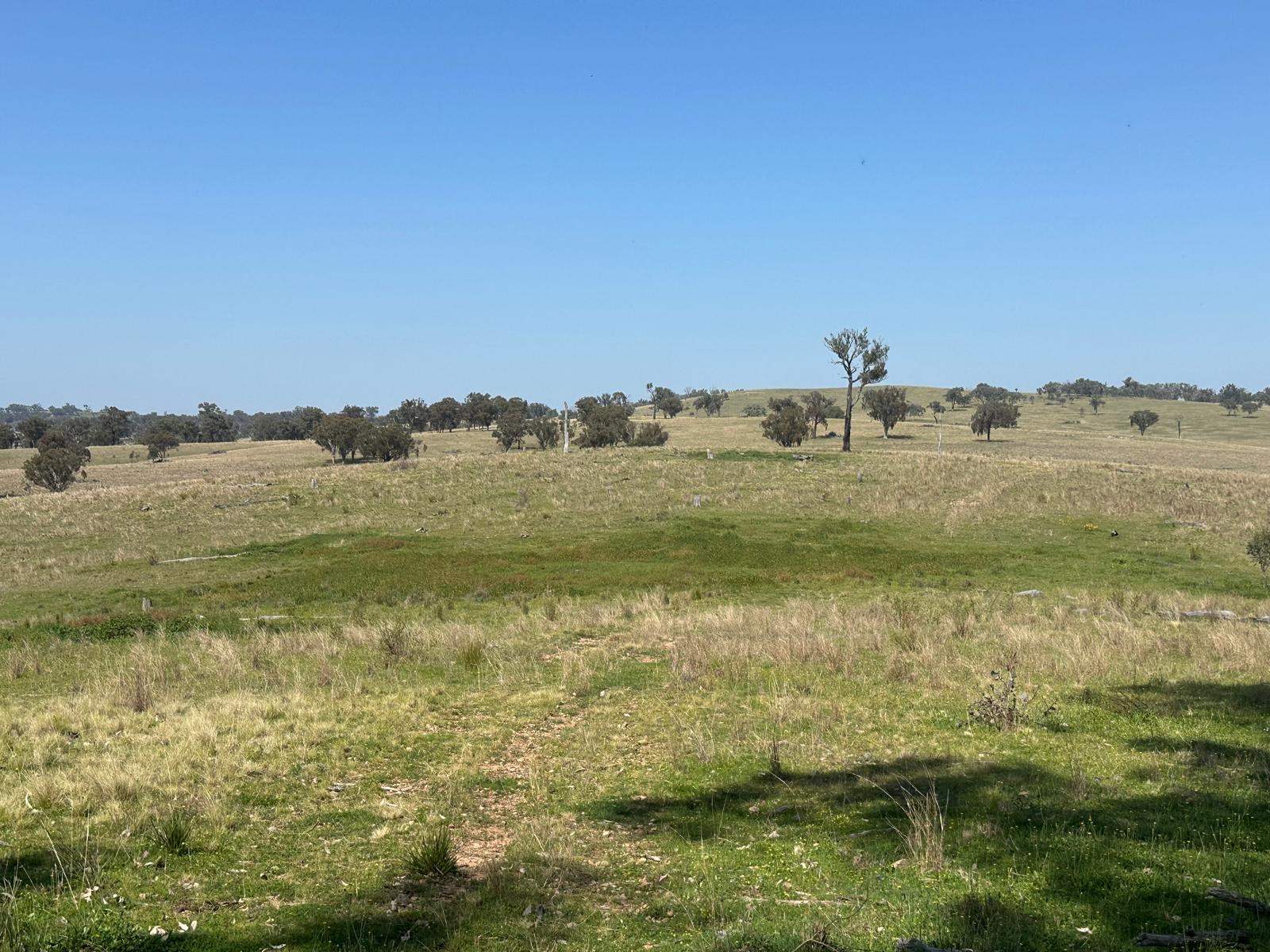 "Coolendoon" 810 The Pocket Road, Bukkulla For Sale by Farmbuy.com - image 18