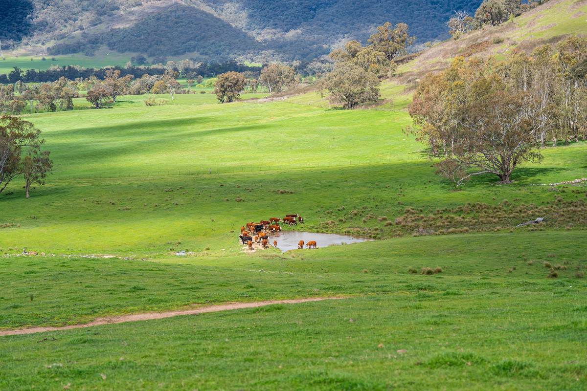 Lot 2,  Hibbersons Road, Tallangatta South For Sale by Farmbuy.com - image 4
