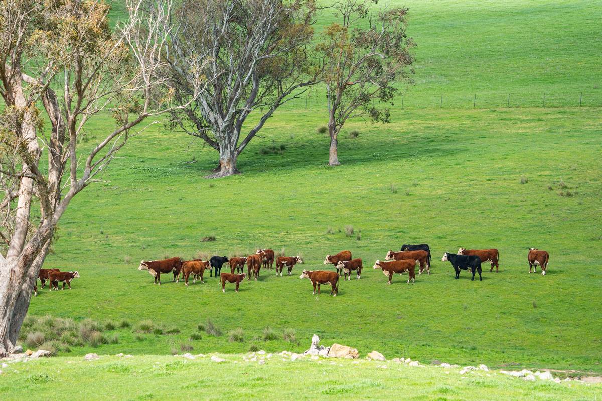 Lot 2,  Hibbersons Road, Tallangatta South For Sale by Farmbuy.com - image 5