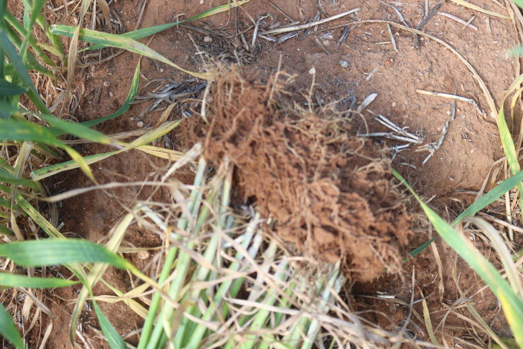 'Garel' 2494 Mallee Highway, Manangatang For Sale by Farmbuy.com - image 21