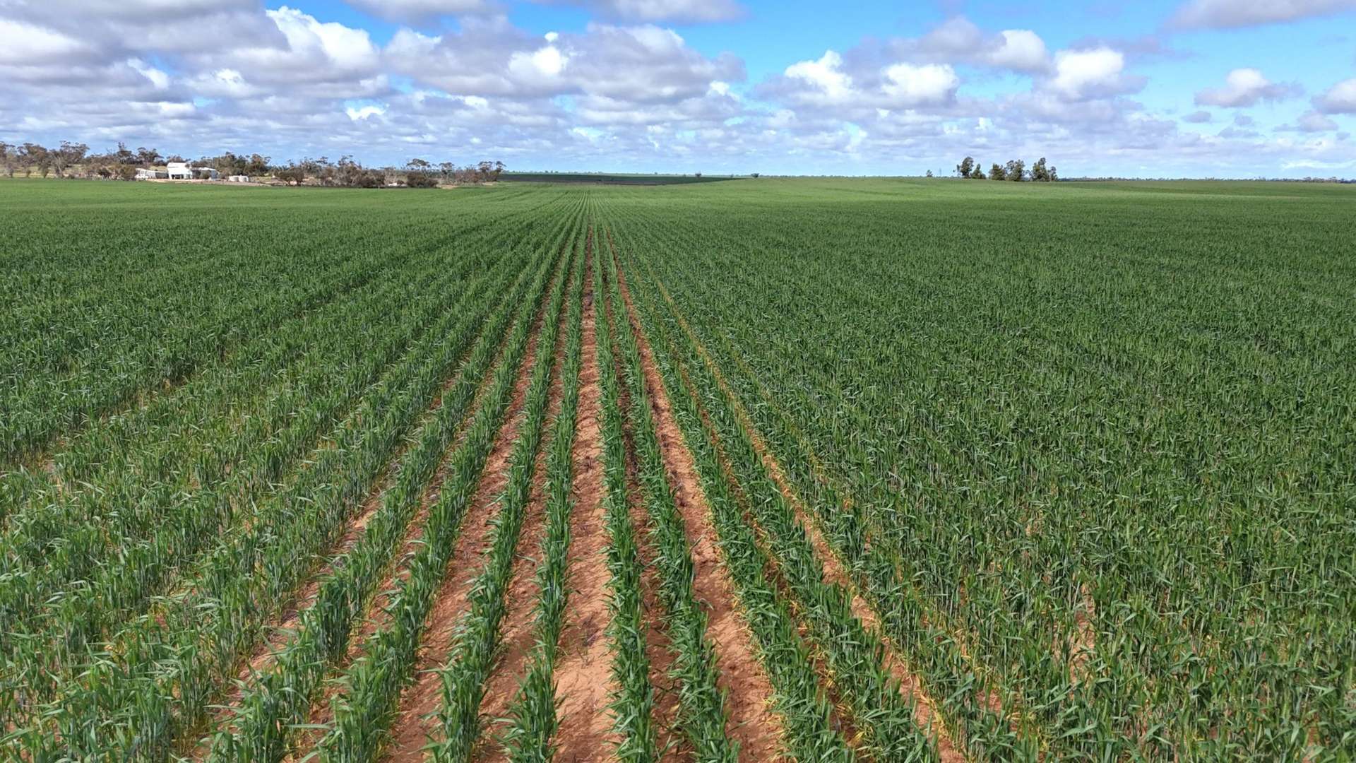 'Garel' 2494 Mallee Highway, Manangatang For Sale by Farmbuy.com - image 1