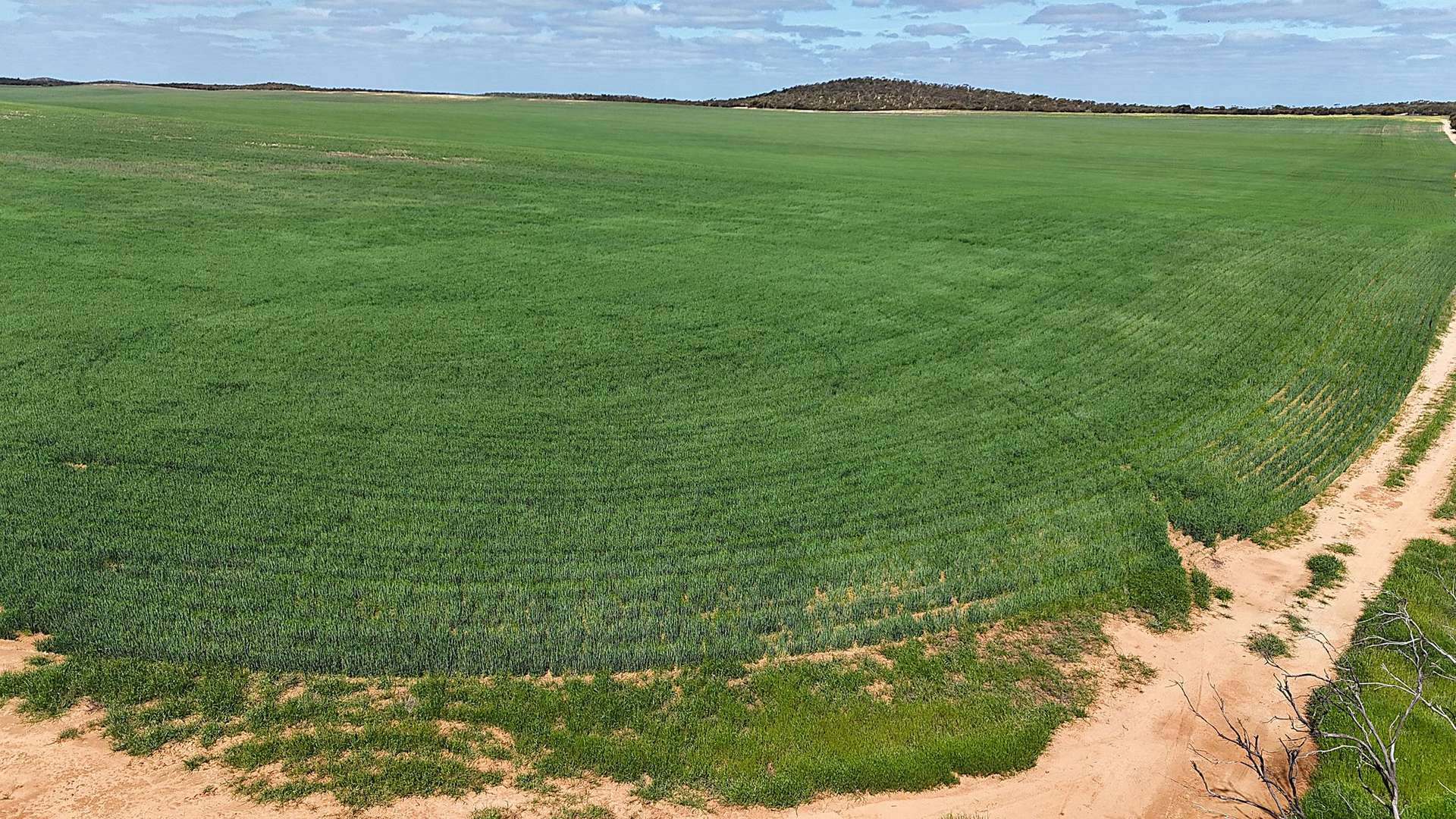 'Buffalo Bend' 50A Morrison Road, Linga For Sale by Farmbuy.com - image 8