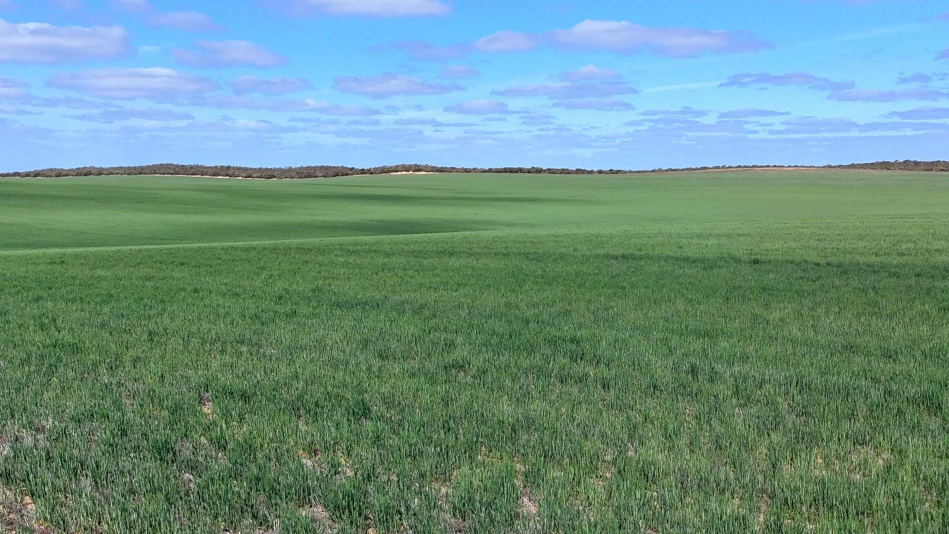 'Buffalo Bend' 50A Morrison Road, Linga For Sale by Farmbuy.com - image 5