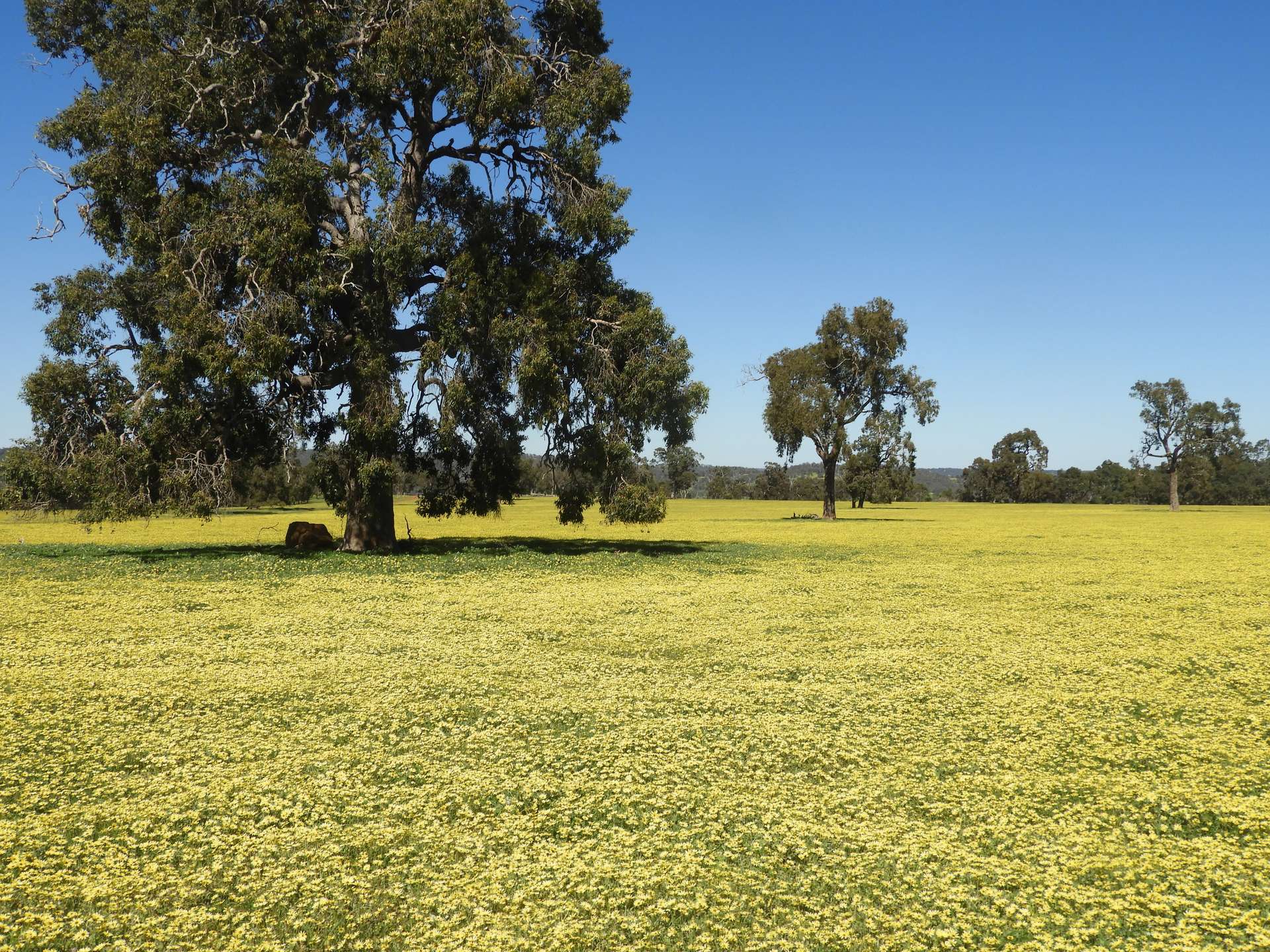 The Breakaway, Great Northern Highway, Bindoon Sold by Farmbuy.com - image 5