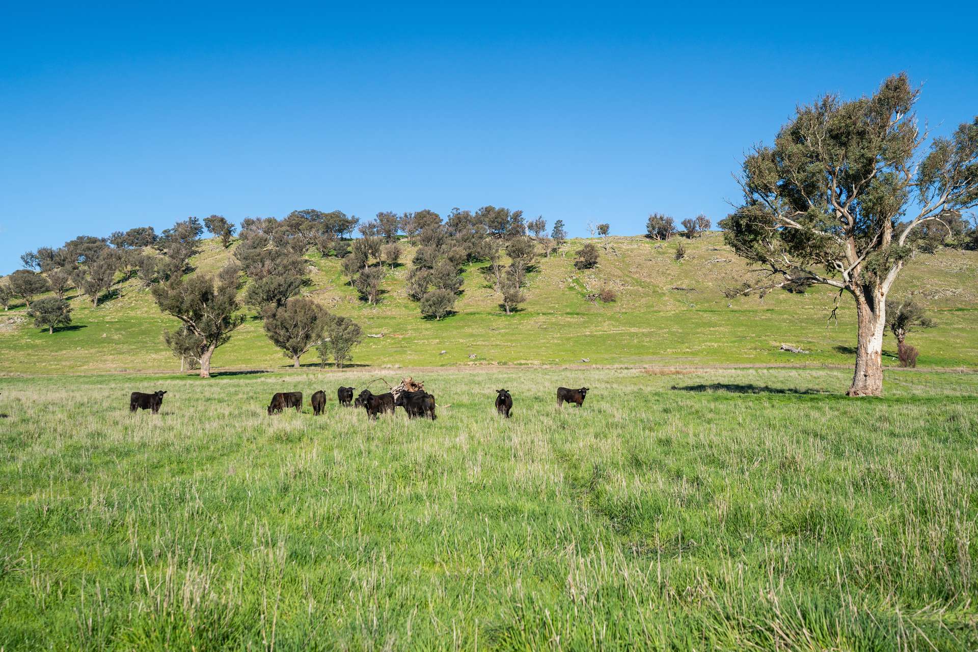 2852 Shelley Road, Walwa For Sale by Farmbuy.com - image 32