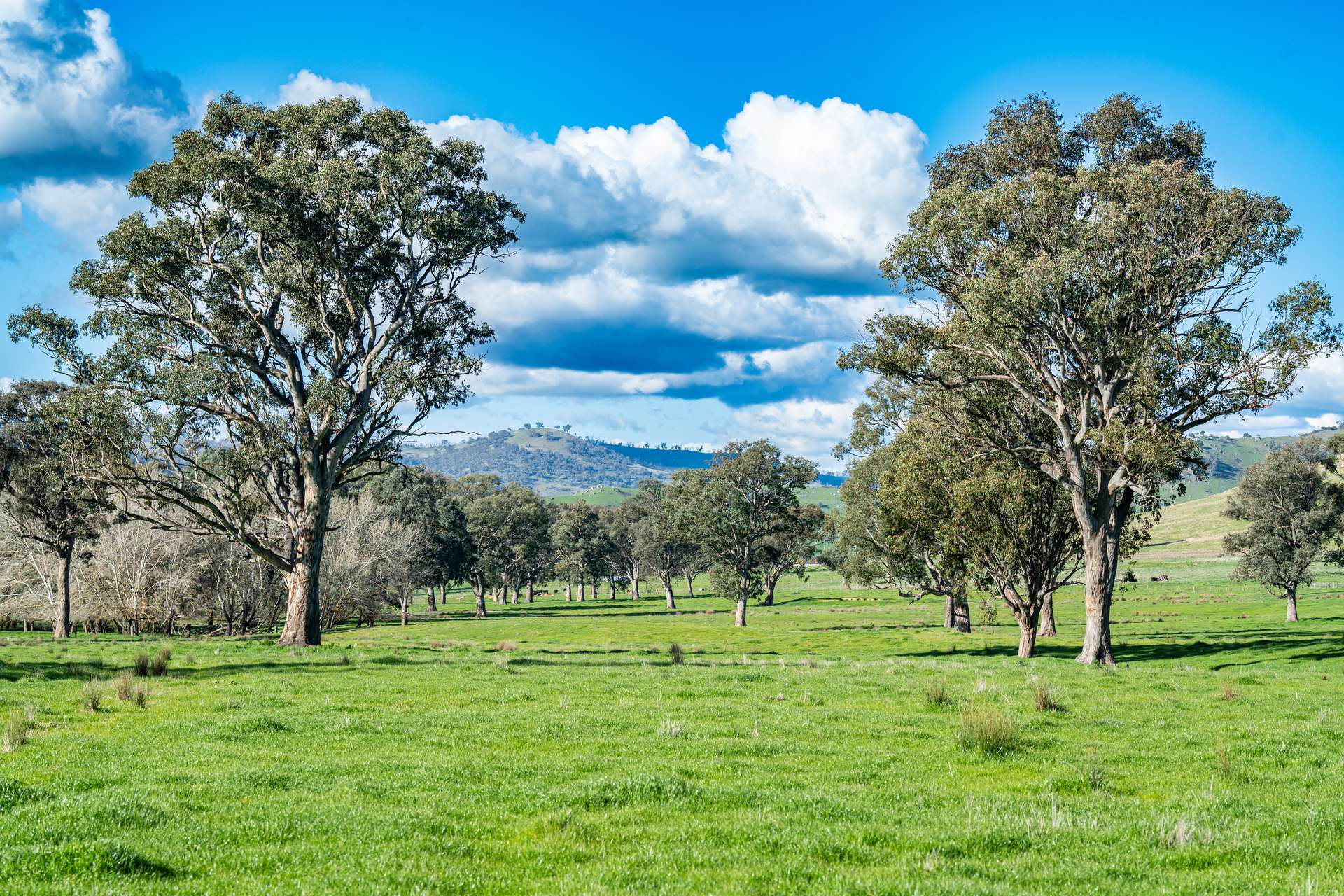 2852 Shelley Road, Walwa For Sale by Farmbuy.com - image 28