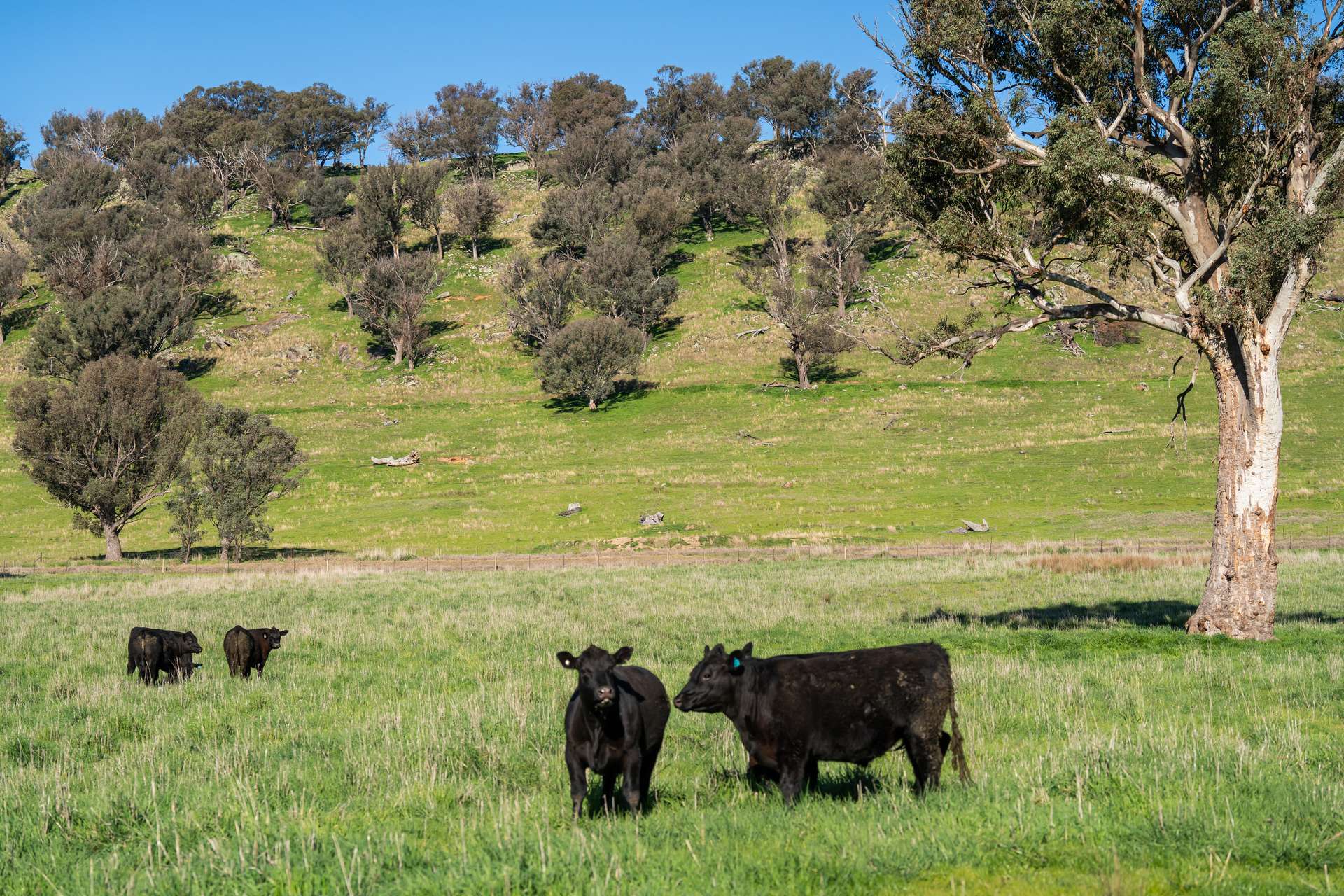 2852 Shelley Road, Walwa For Sale by Farmbuy.com - image 30
