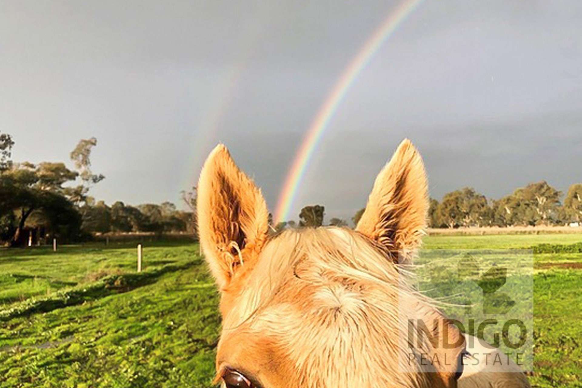 1149 Beechworth-Wodonga Road, Wooragee For Sale by Farmbuy.com - image 1