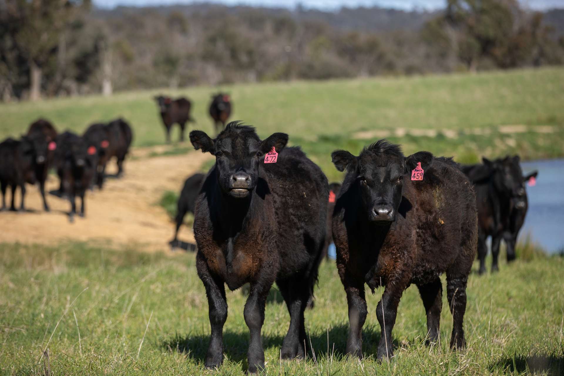 'Ardaminga' Linfield Road, Armidale Sold by Farmbuy.com - image 11
