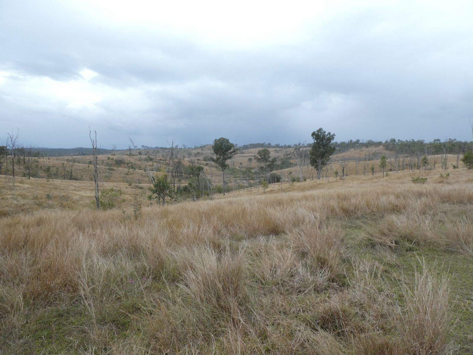 Lot 26 Tenningering Road, Good Night Sold by Farmbuy.com - image 13