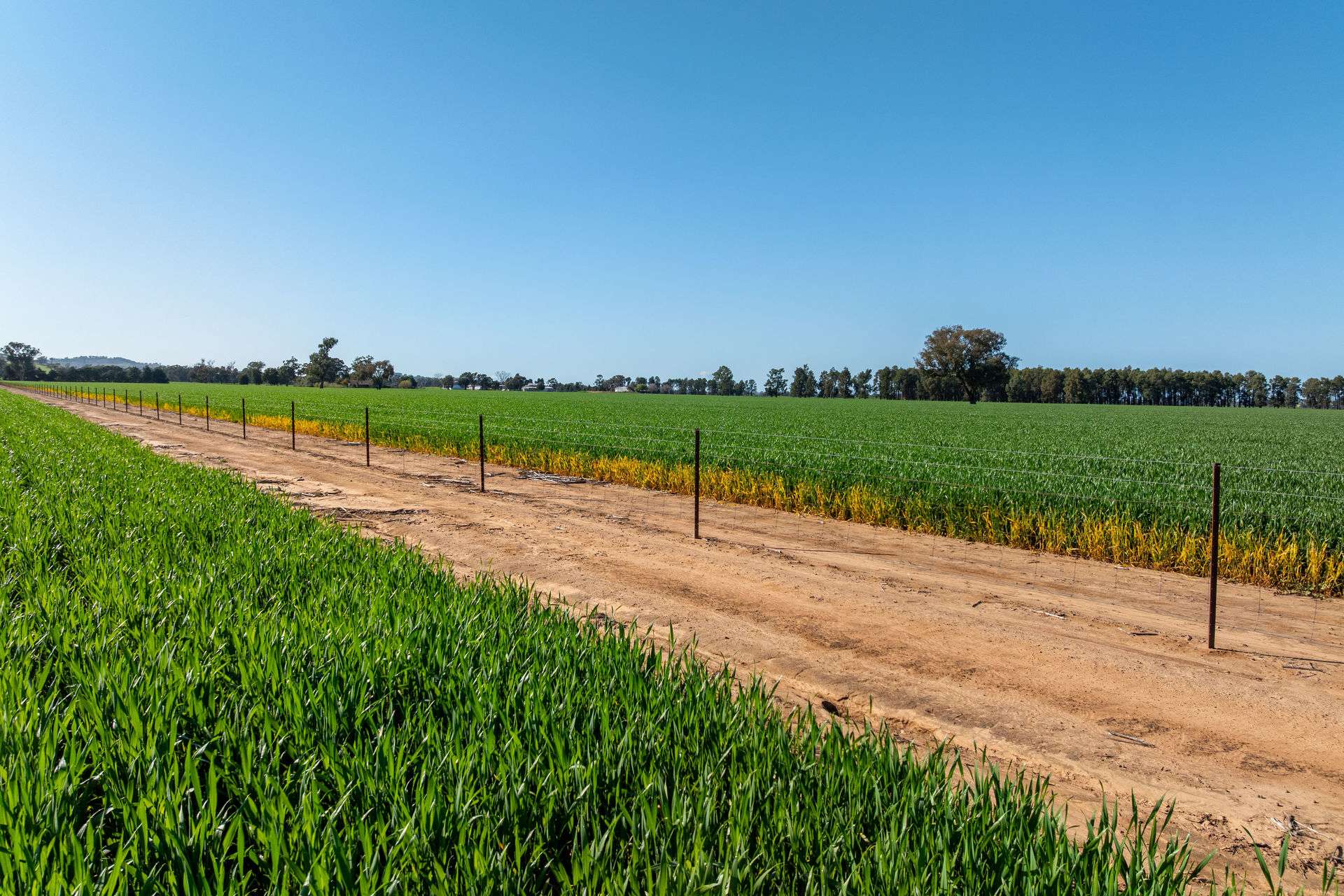 484 Merri Meric Road, Henty For Sale by Farmbuy.com - image 16