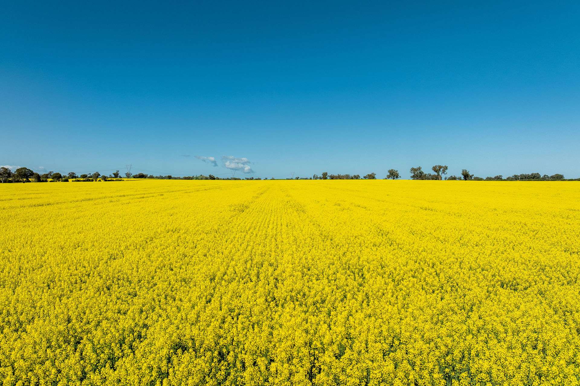 484 Merri Meric Road, Henty For Sale by Farmbuy.com - image 28