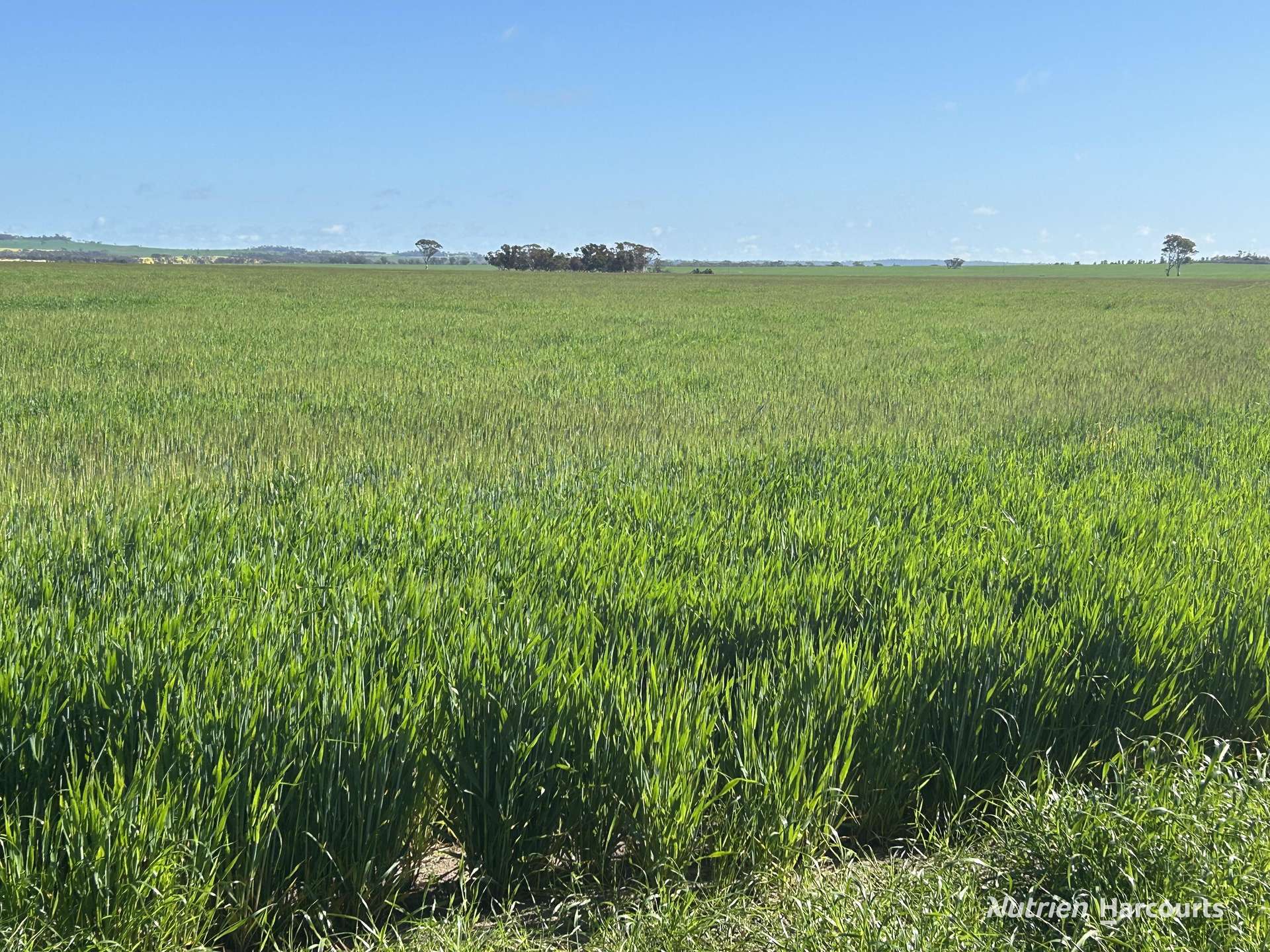 10075 Hopkins Road, Kulin Sold by Farmbuy.com - image 2