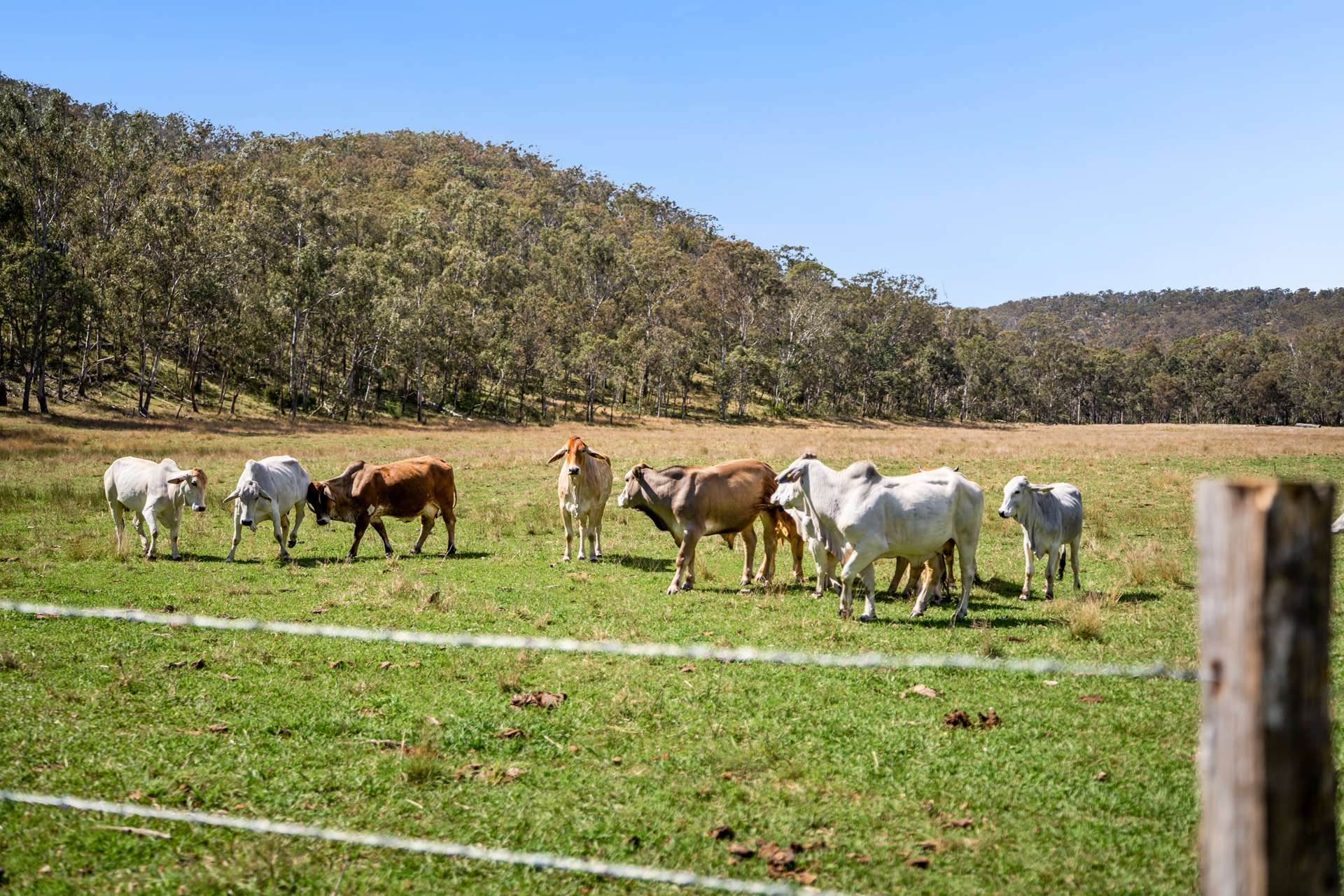 'Yabragunyah' Pilton Valley Road, Upper Pilton For Sale by Farmbuy.com - image 6