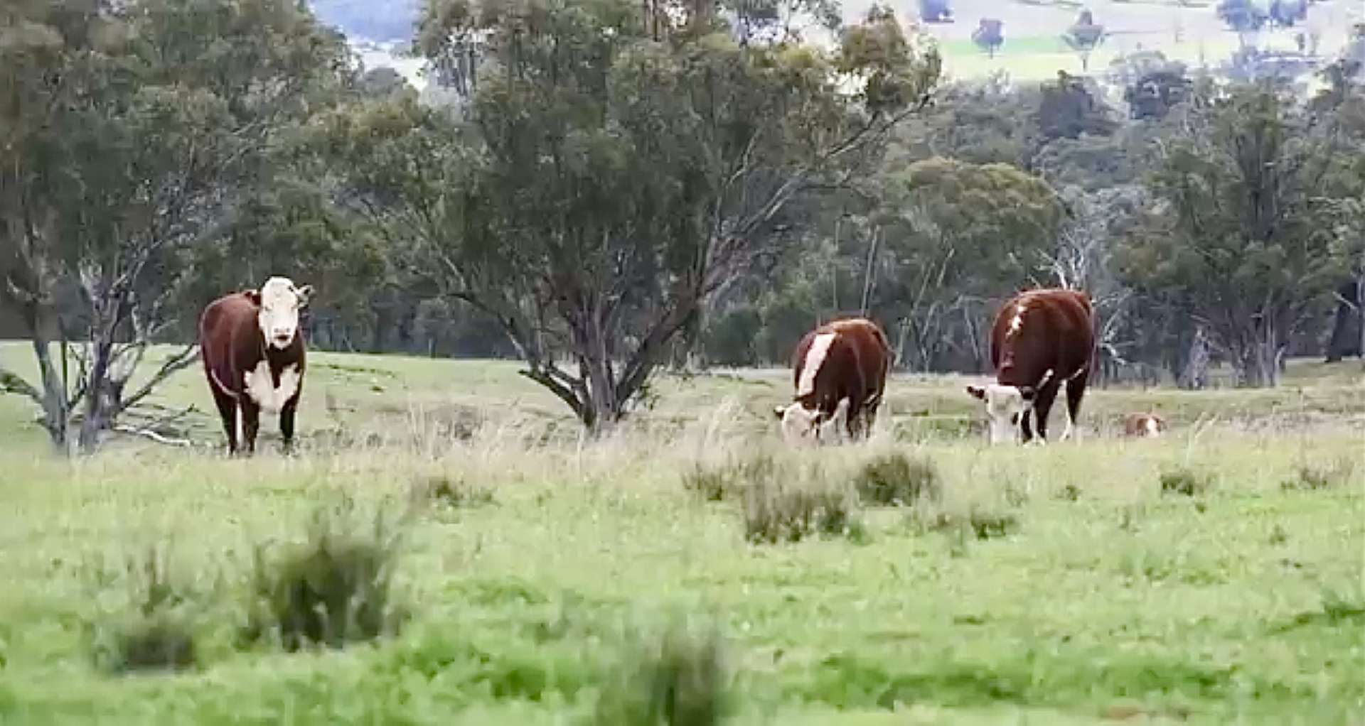 "The View"/328 Mulwarree Rd, Barraba Sold by Farmbuy.com - image 13